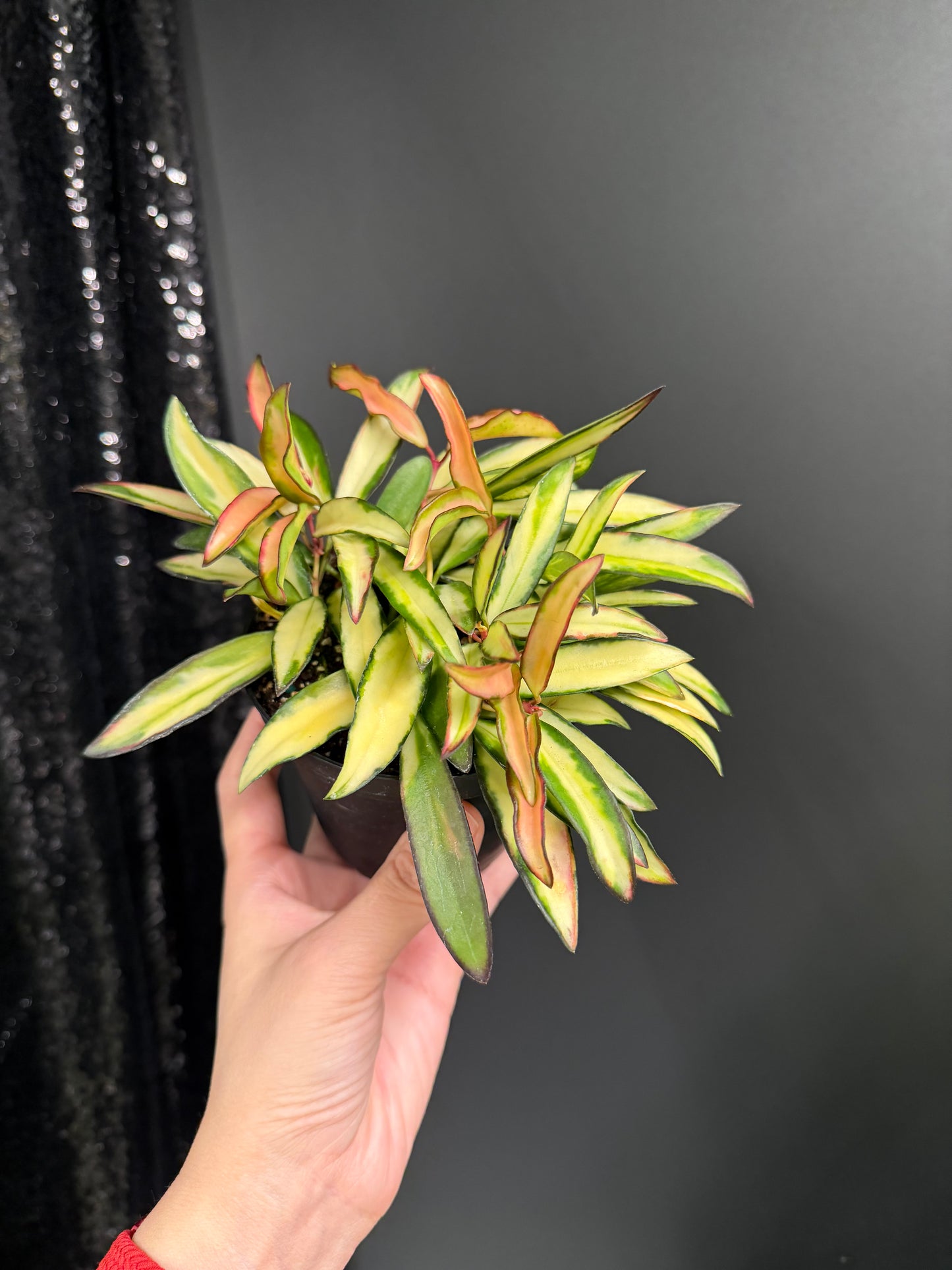 Hoya Kentiana Variegated, Exact Plant 4" Pot