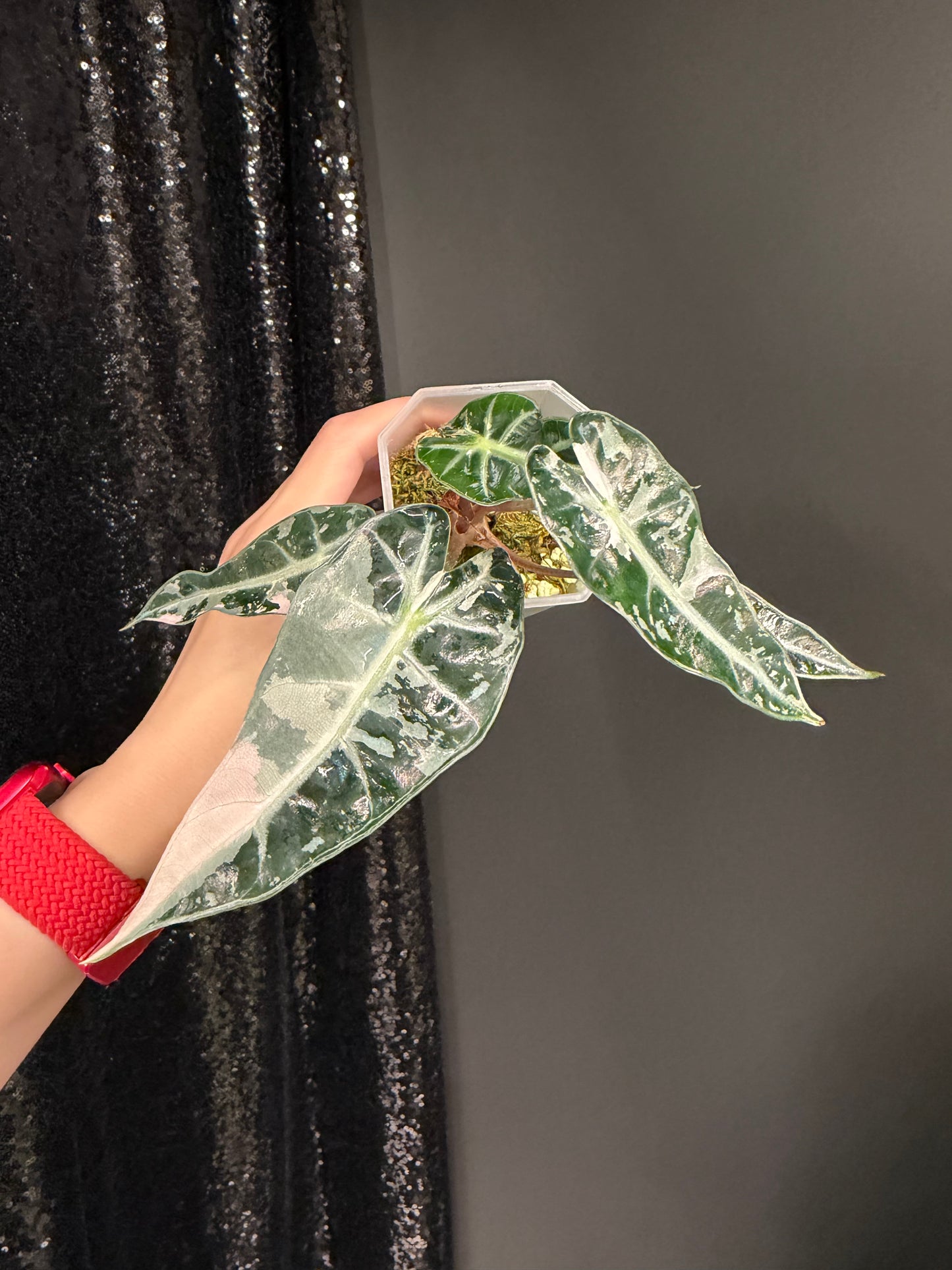 Alocasia Bambino Pink, Exact Plant