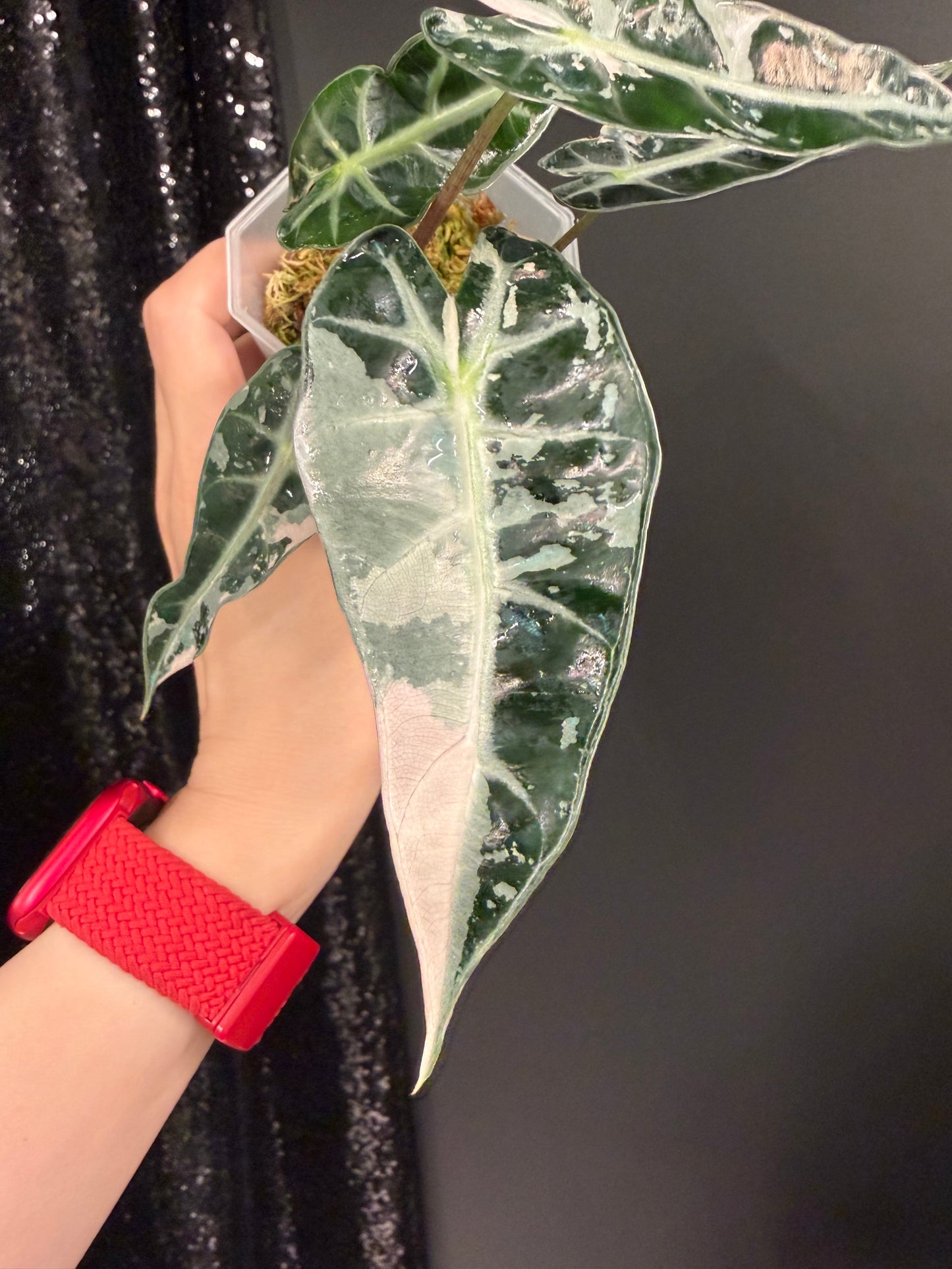 Alocasia Bambino Pink, Exact Plant