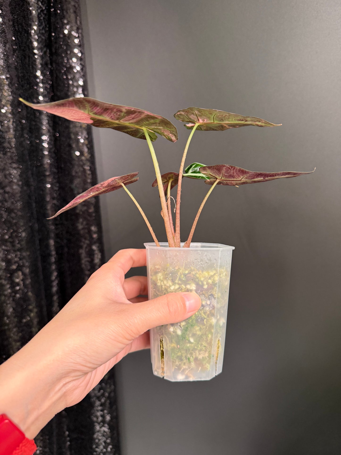 Alocasia Bambino Pink, Exact Plant