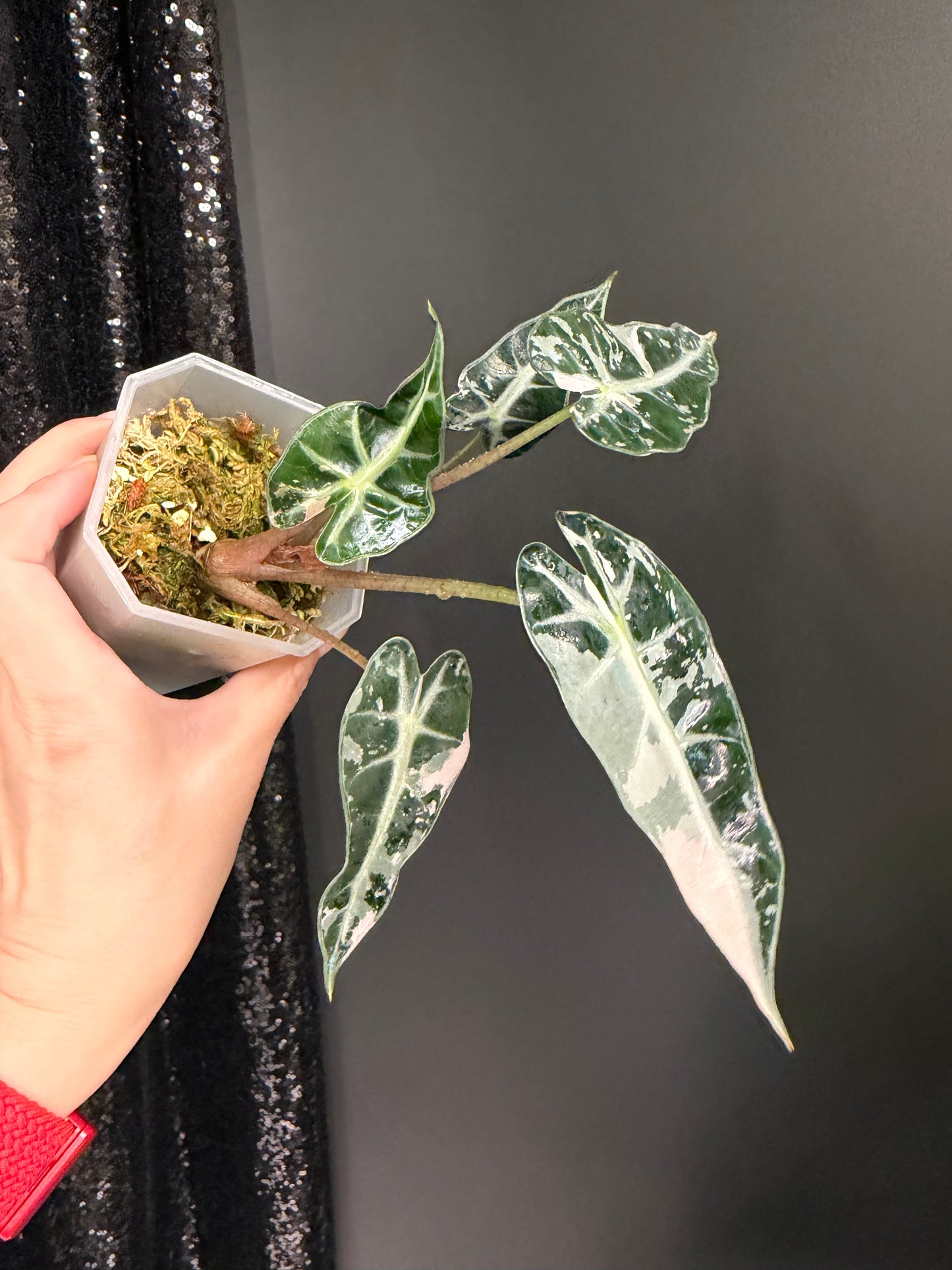 Alocasia Bambino Pink, Exact Plant