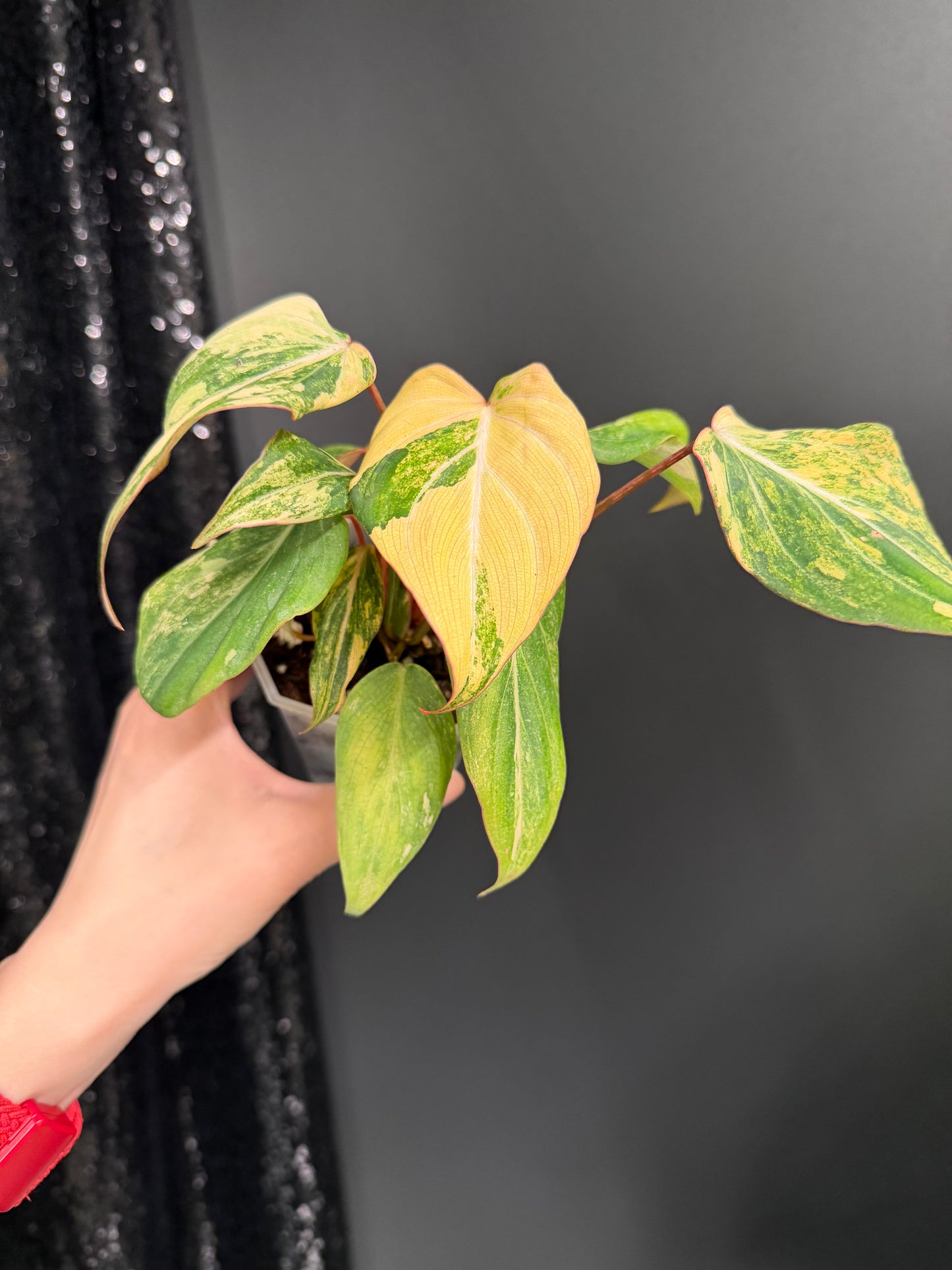 Philodendron Gloriosum Variegated (Short, 4" Pot)