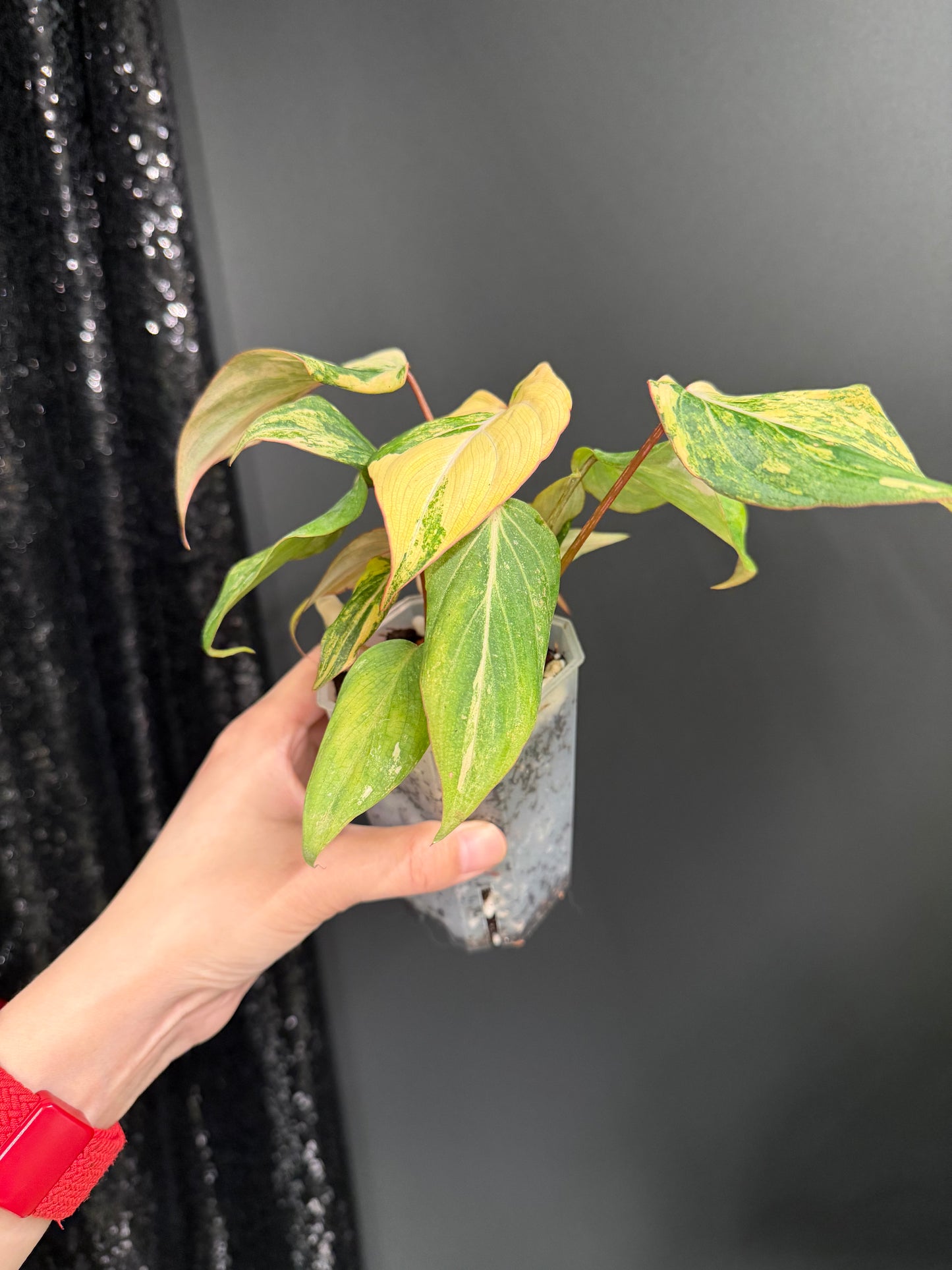 Philodendron Gloriosum Variegated (Short, 4" Pot)