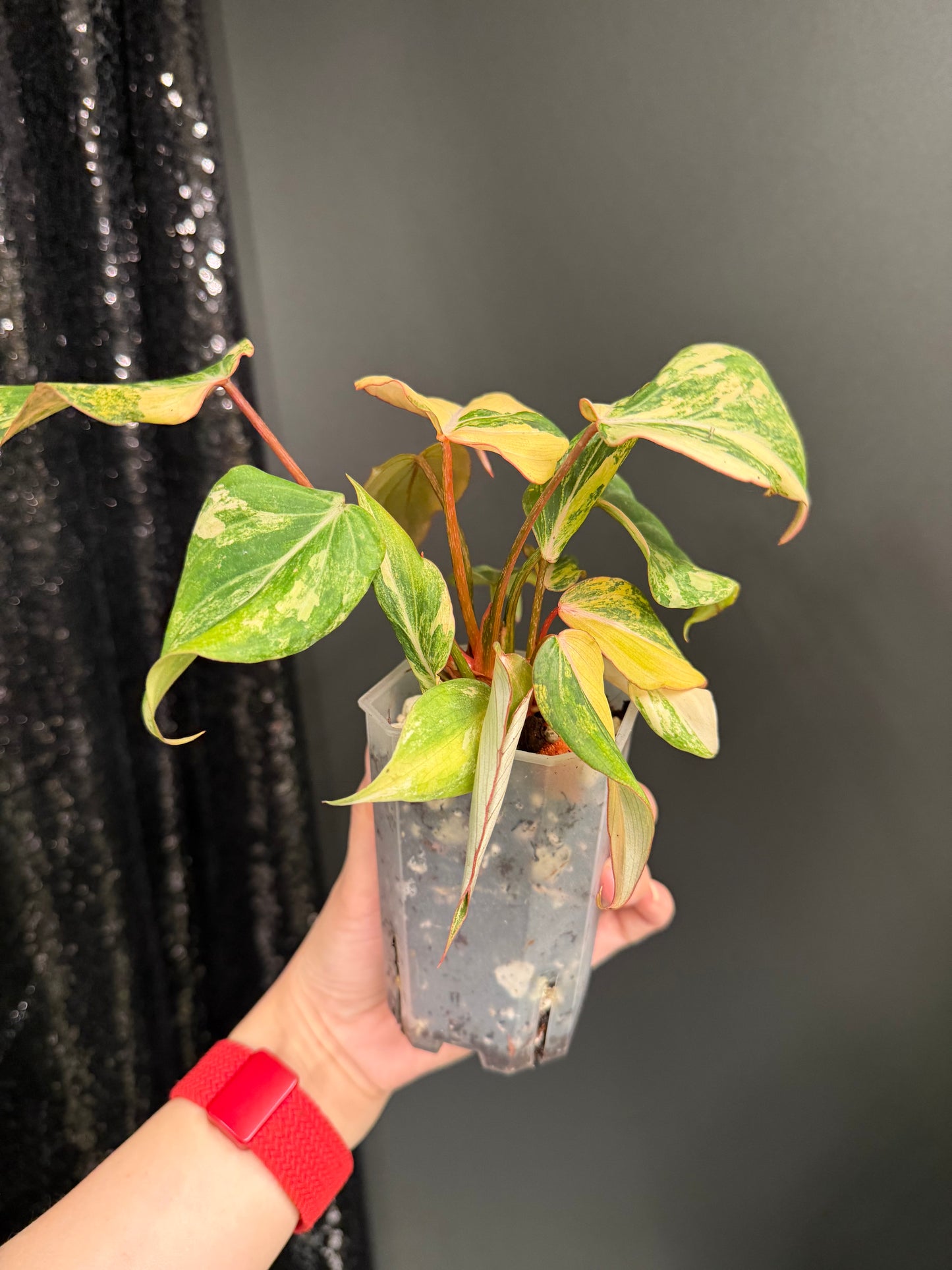 Philodendron Gloriosum Variegated (Short, 4" Pot)