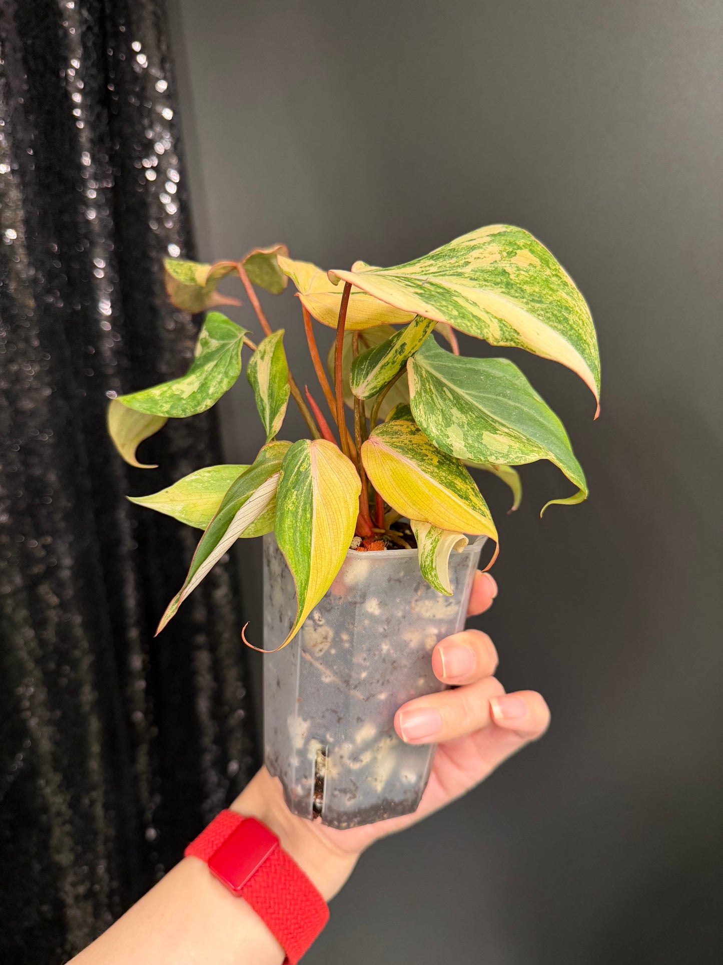 Philodendron Gloriosum Variegated (Short, 4" Pot)