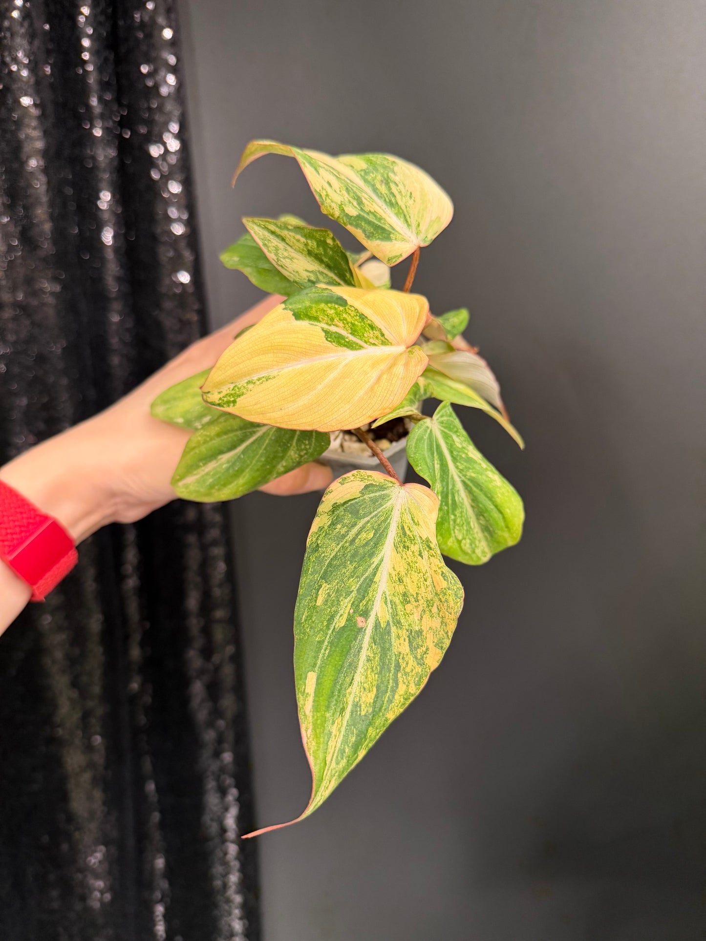 Philodendron Gloriosum Variegated (Short, 4" Pot)