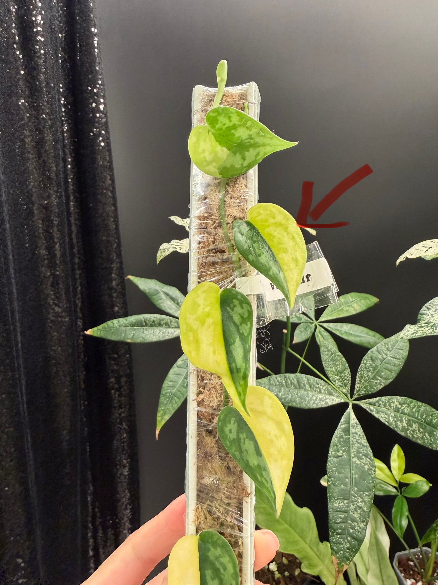 Scindapsus Apolaki Cutting, 2nd leaf from the top