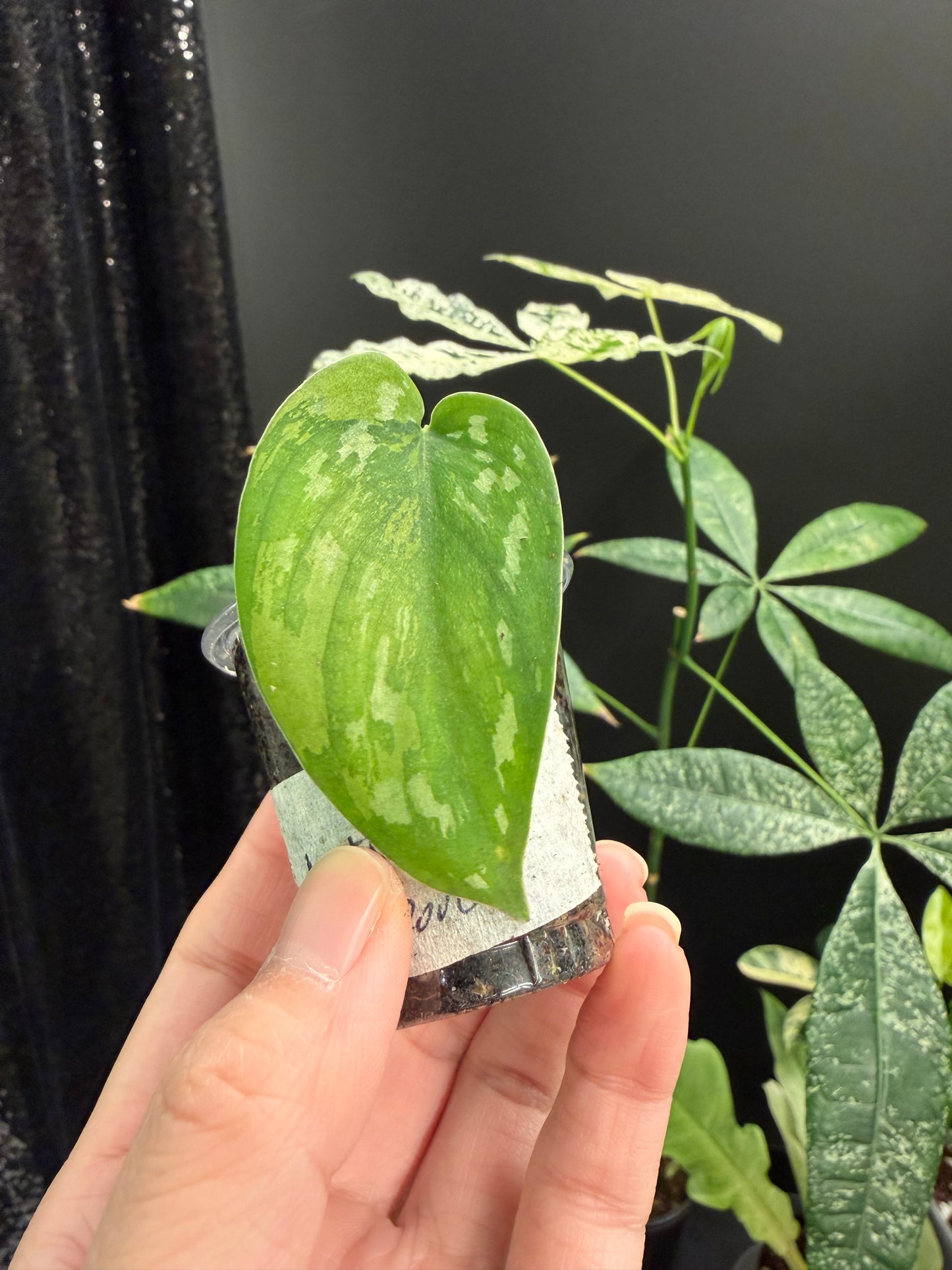 Scindapsus Matcha Variegated Cutting