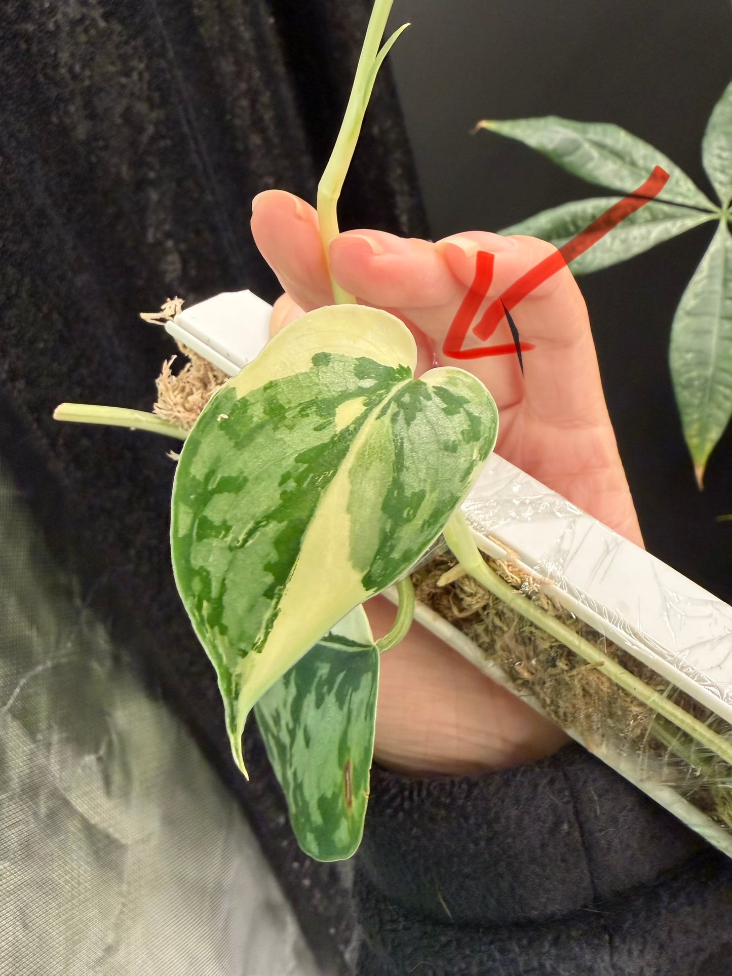 Scindapsus Mariposa Cutting