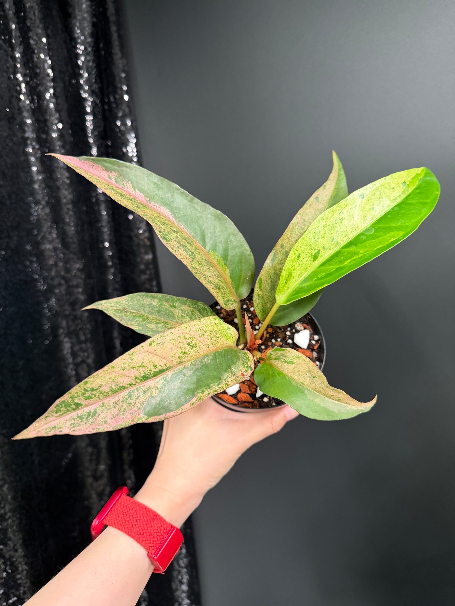 Anthurium Renaissance Variegated