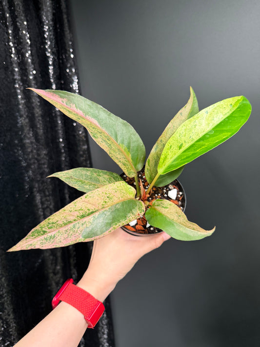 Anthurium Renaissance Variegated