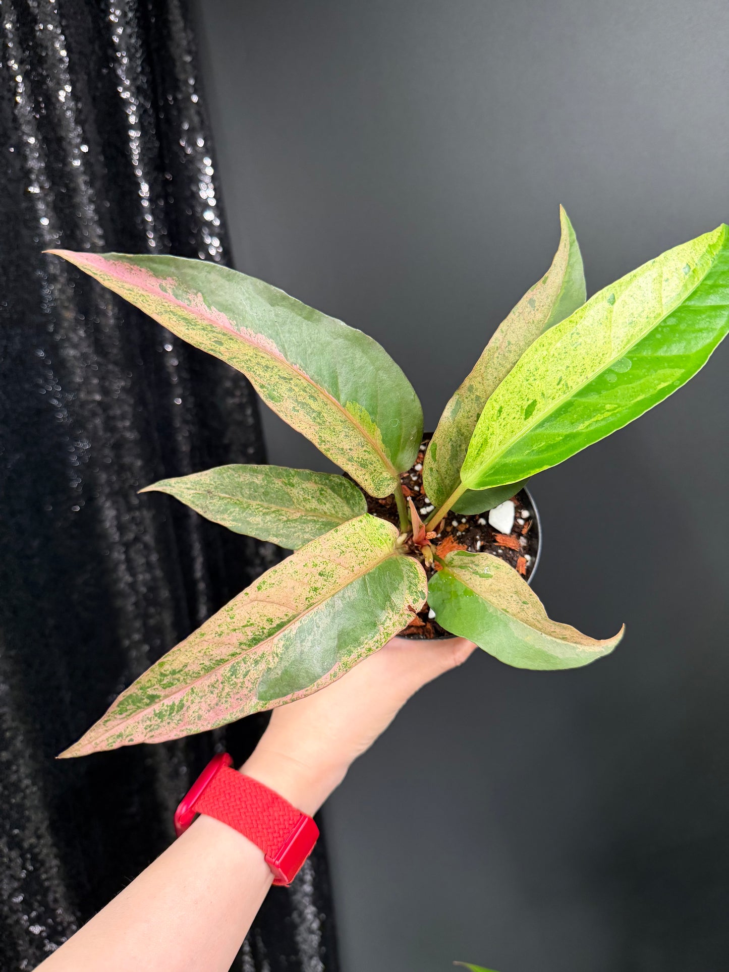 Anthurium Renaissance Variegated