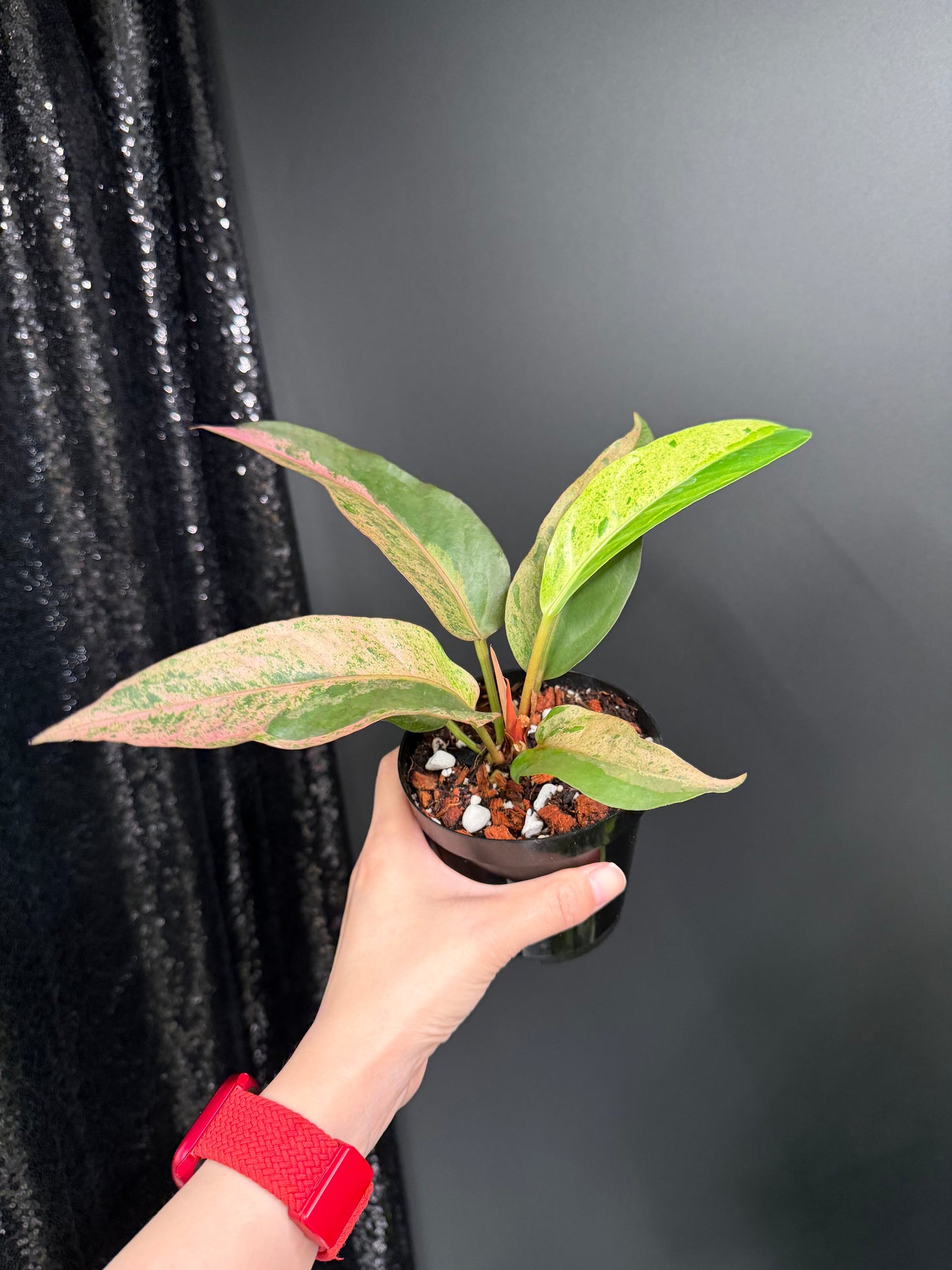 Anthurium Renaissance Variegated