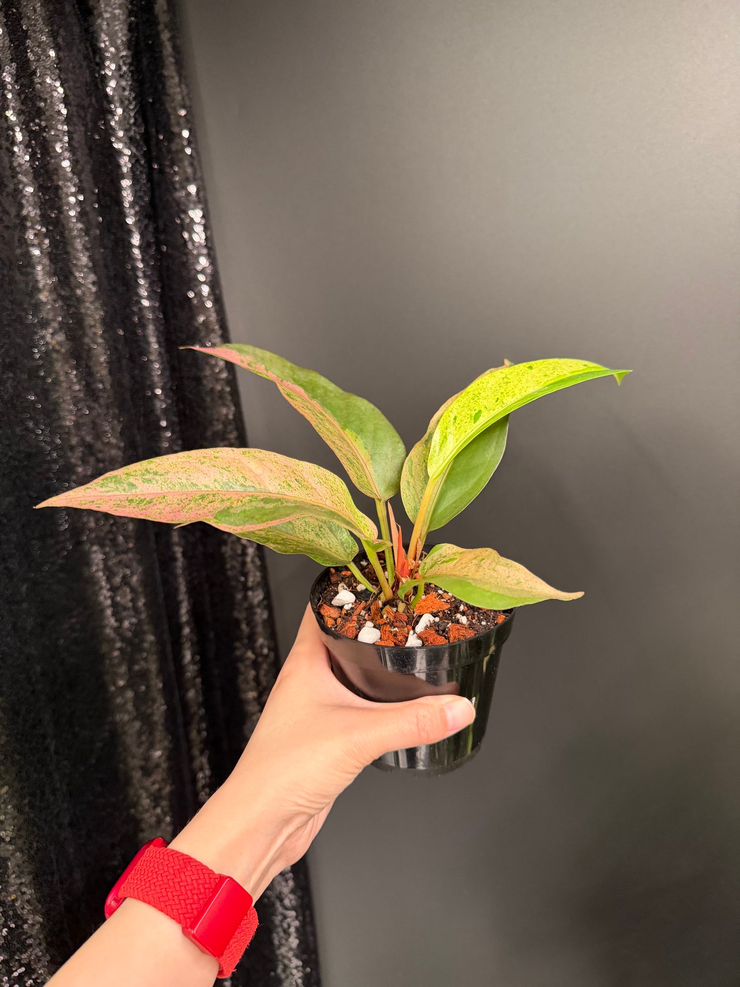 Anthurium Renaissance Variegated