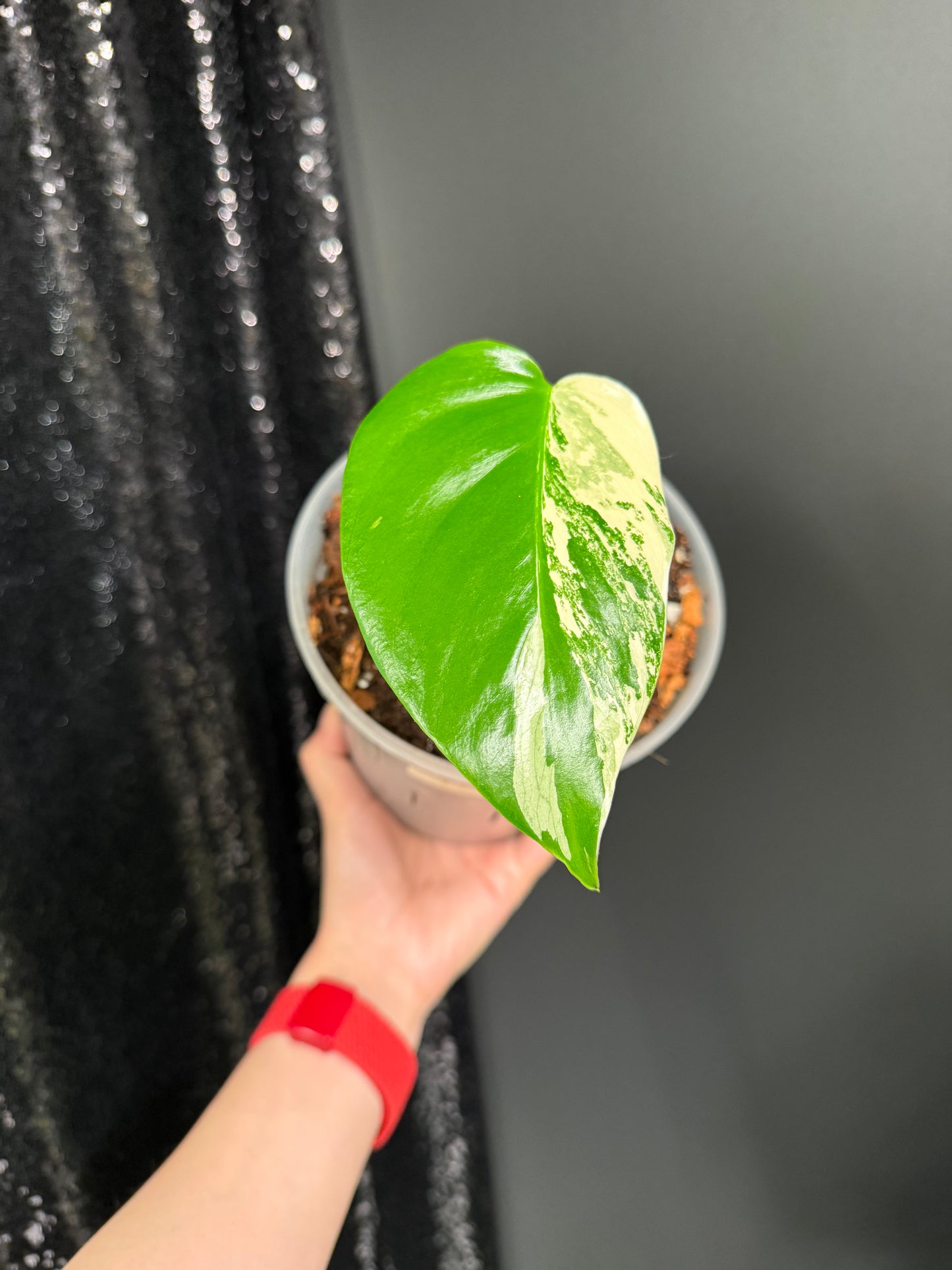 Monstera Albo Variegated Starter Plant, Strong Roots