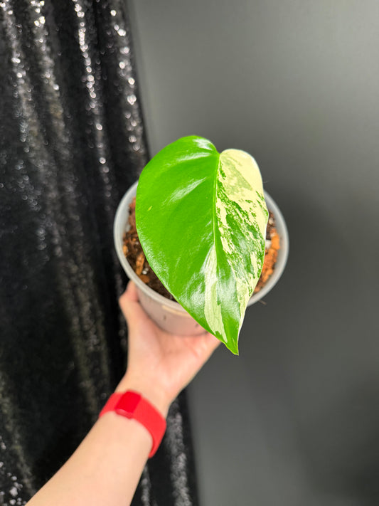 Monstera Albo Variegated Starter Plant, Strong Roots