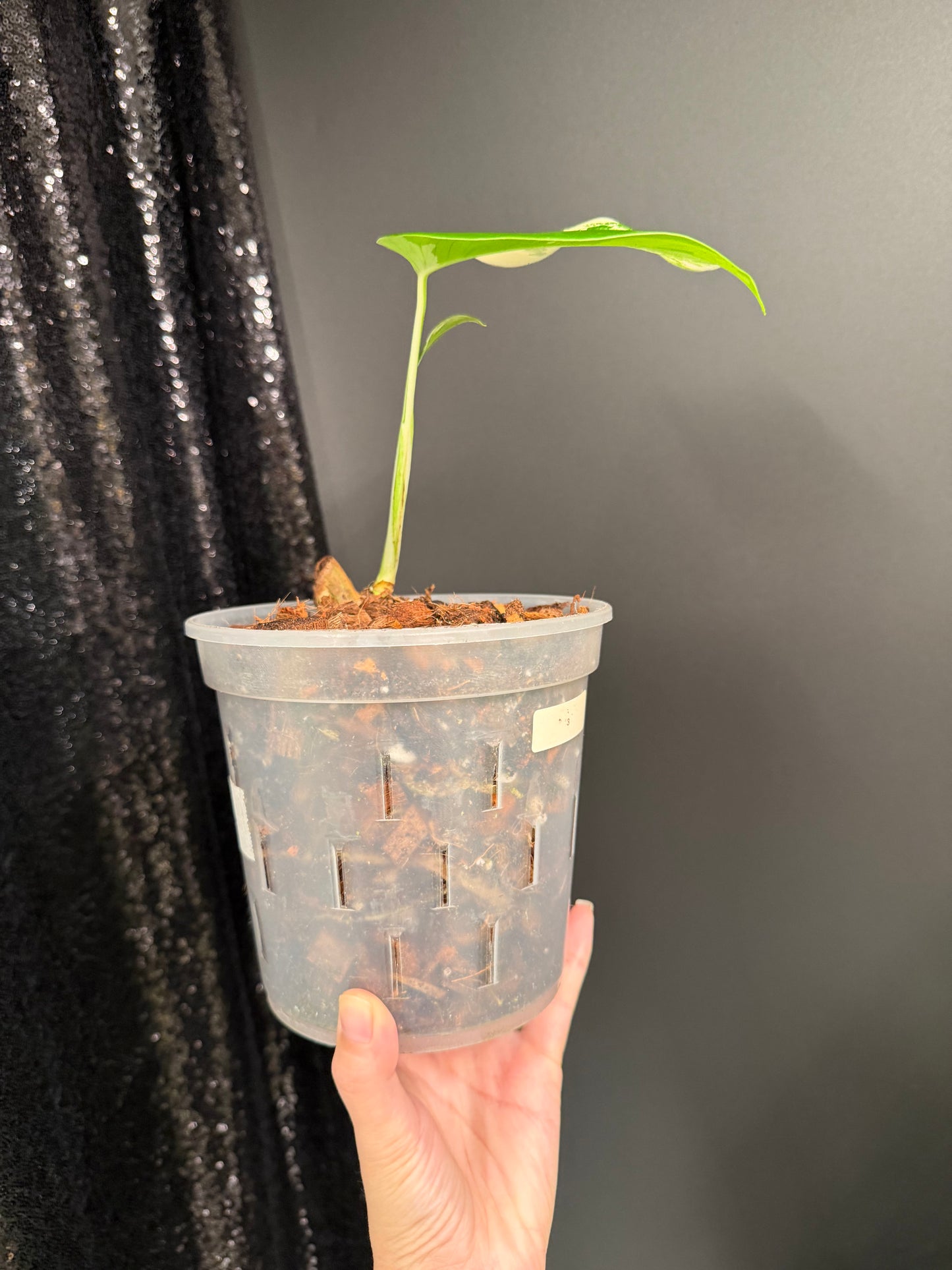 Monstera Albo Variegated Starter Plant, Strong Roots