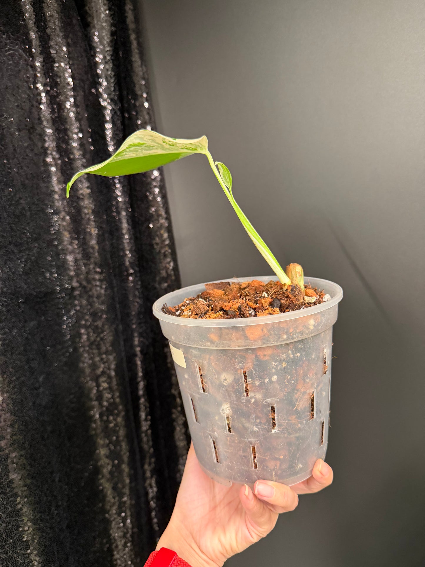 Monstera Albo Variegated Starter Plant, Strong Roots