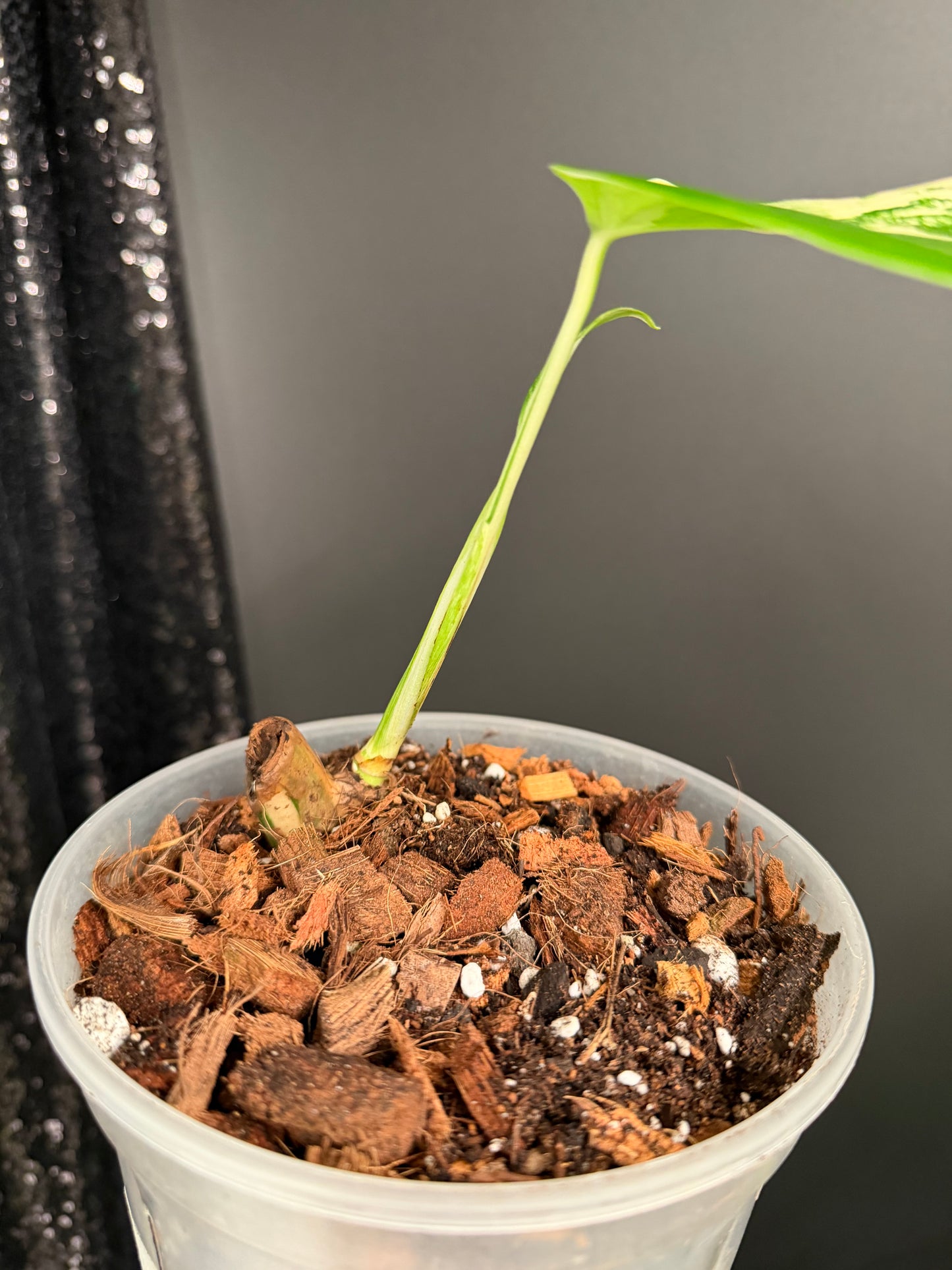 Monstera Albo Variegated Starter Plant, Strong Roots