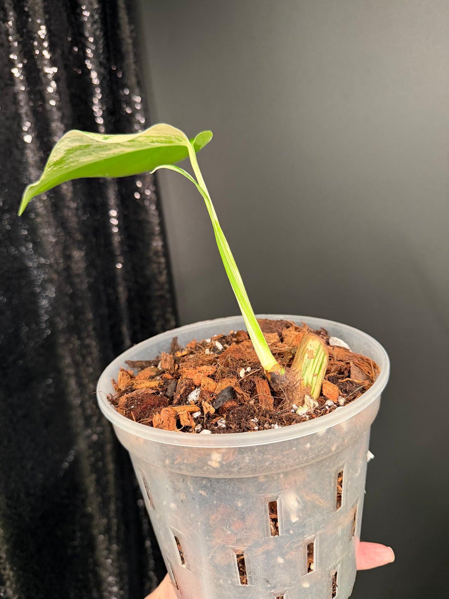 Monstera Albo Variegated Starter Plant, Strong Roots