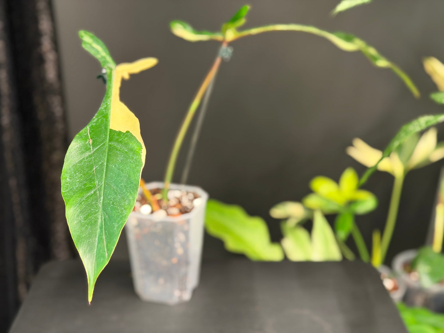 Philodendron Joepii Variegated, Rooted with New Growth
