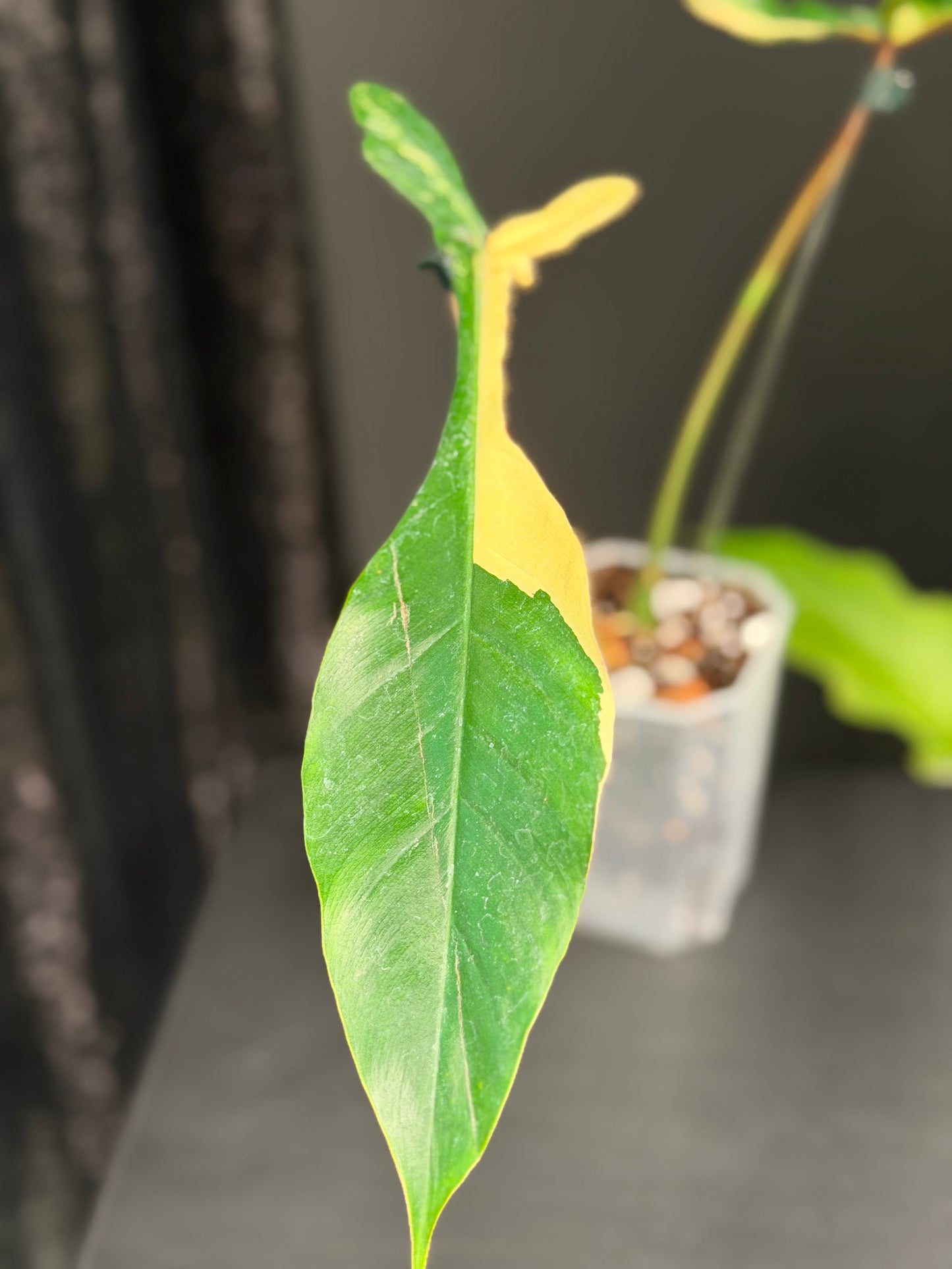 Philodendron Joepii Variegated, Rooted with New Growth