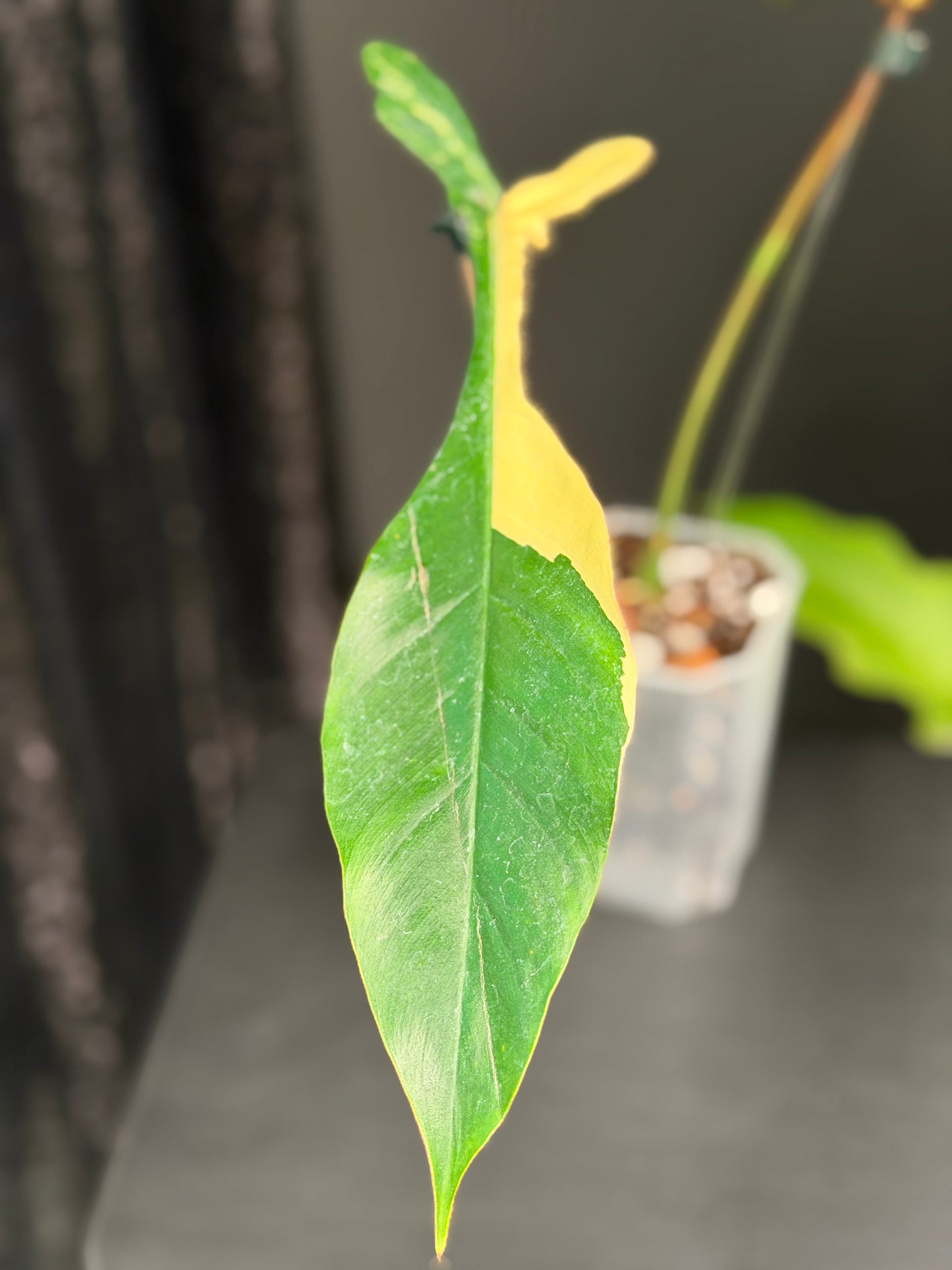 Philodendron Joepii Variegated, Rooted with New Growth
