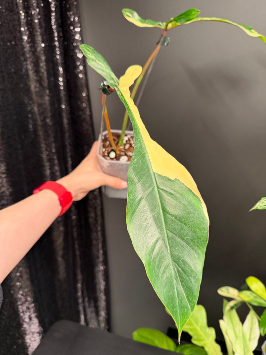 Philodendron Joepii Variegated, Rooted with New Growth