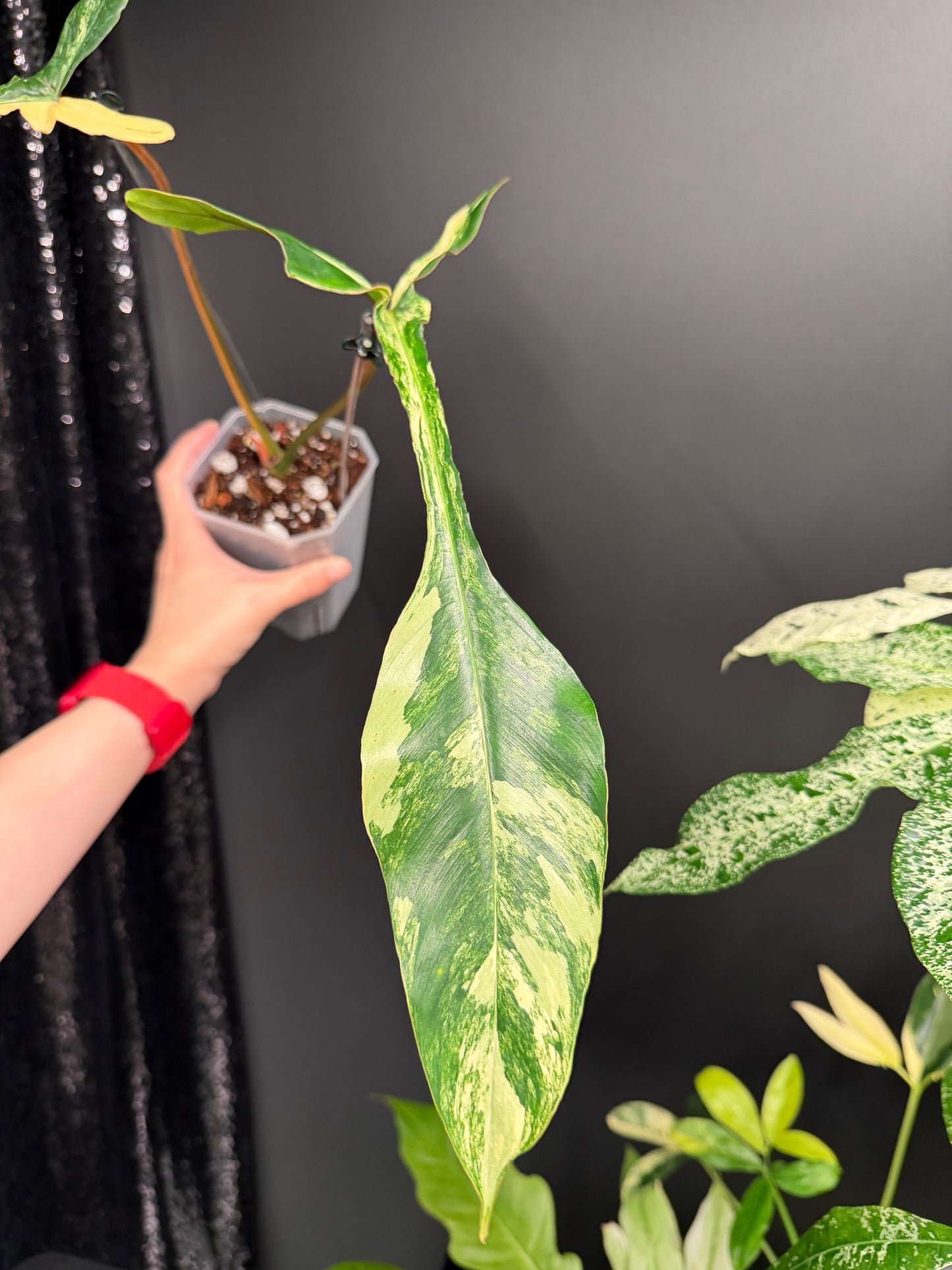 Philodendron Joepii Variegated, Rooted with New Growth