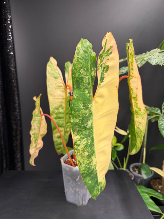 Philodendron Billietiae Variegated, Exact Plant