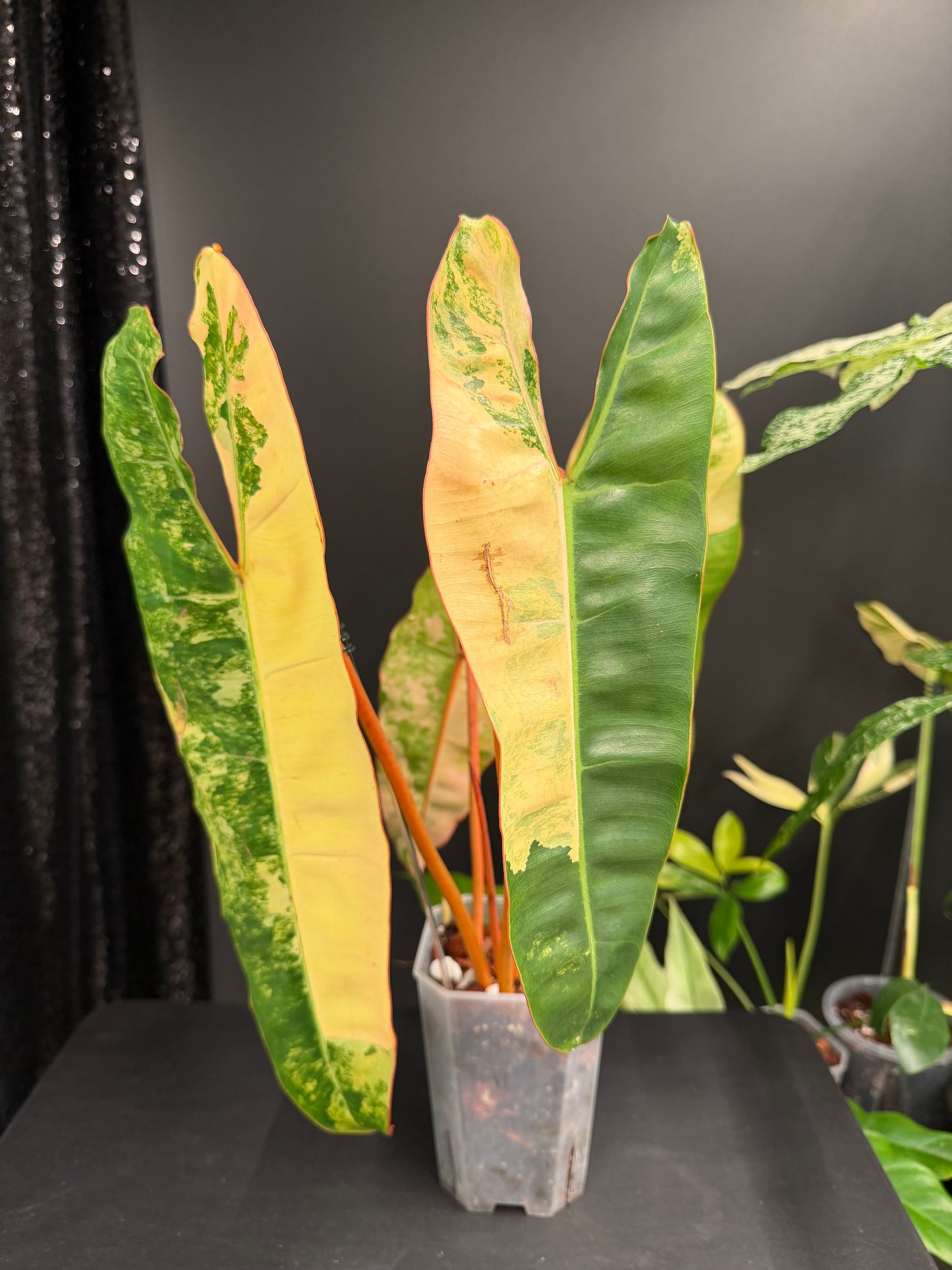 Philodendron Billietiae Variegated, Exact Plant