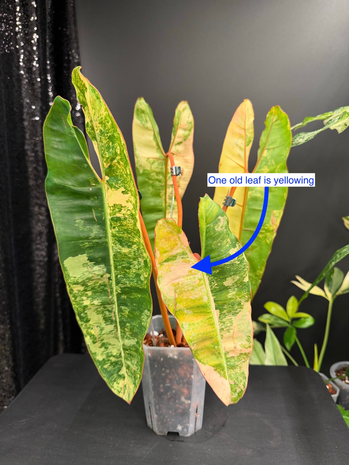 Philodendron Billietiae Variegated, Exact Plant