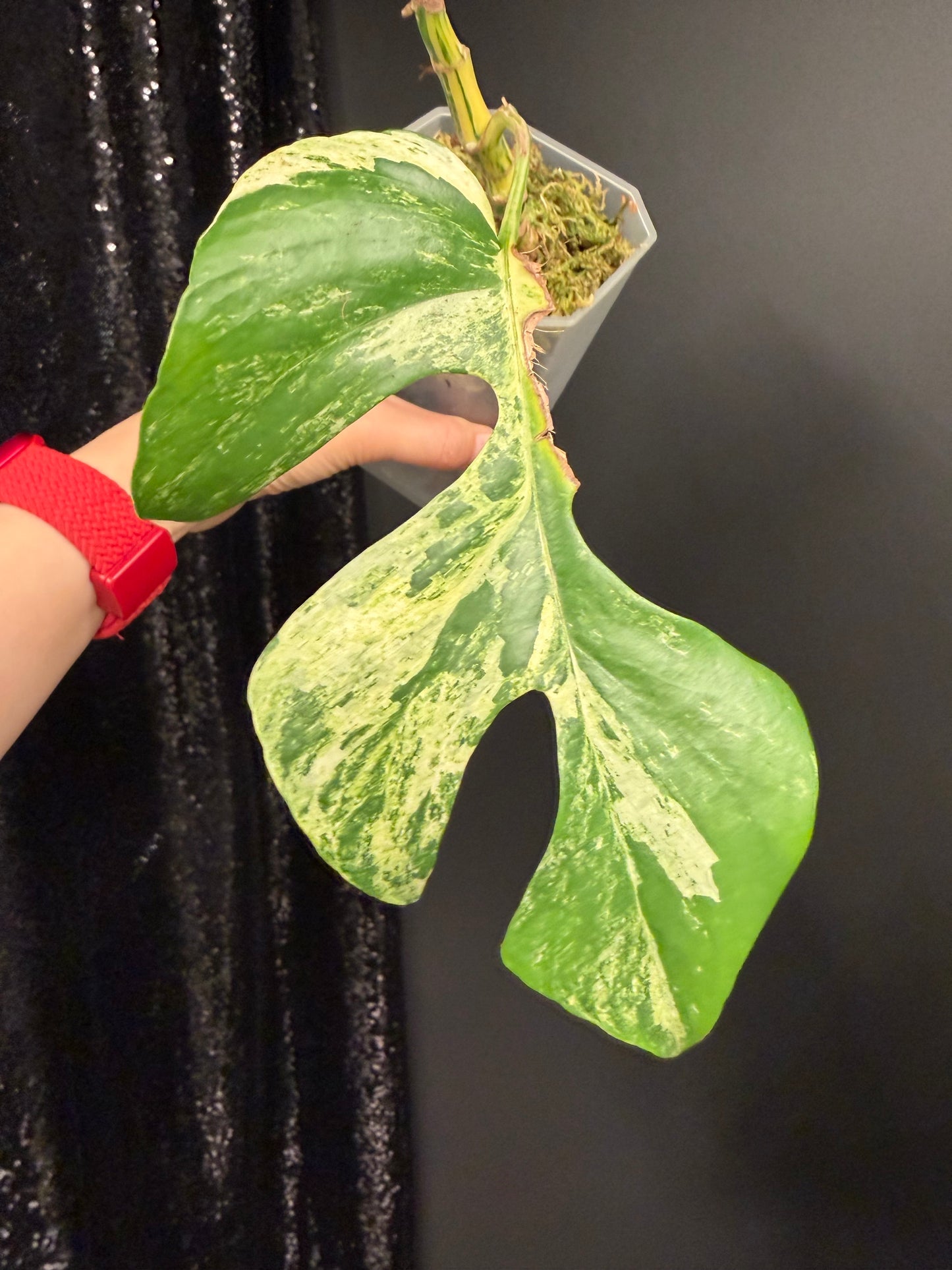 Rhaphidophora Tetrasperma Variegated Migma, Good for Propagation