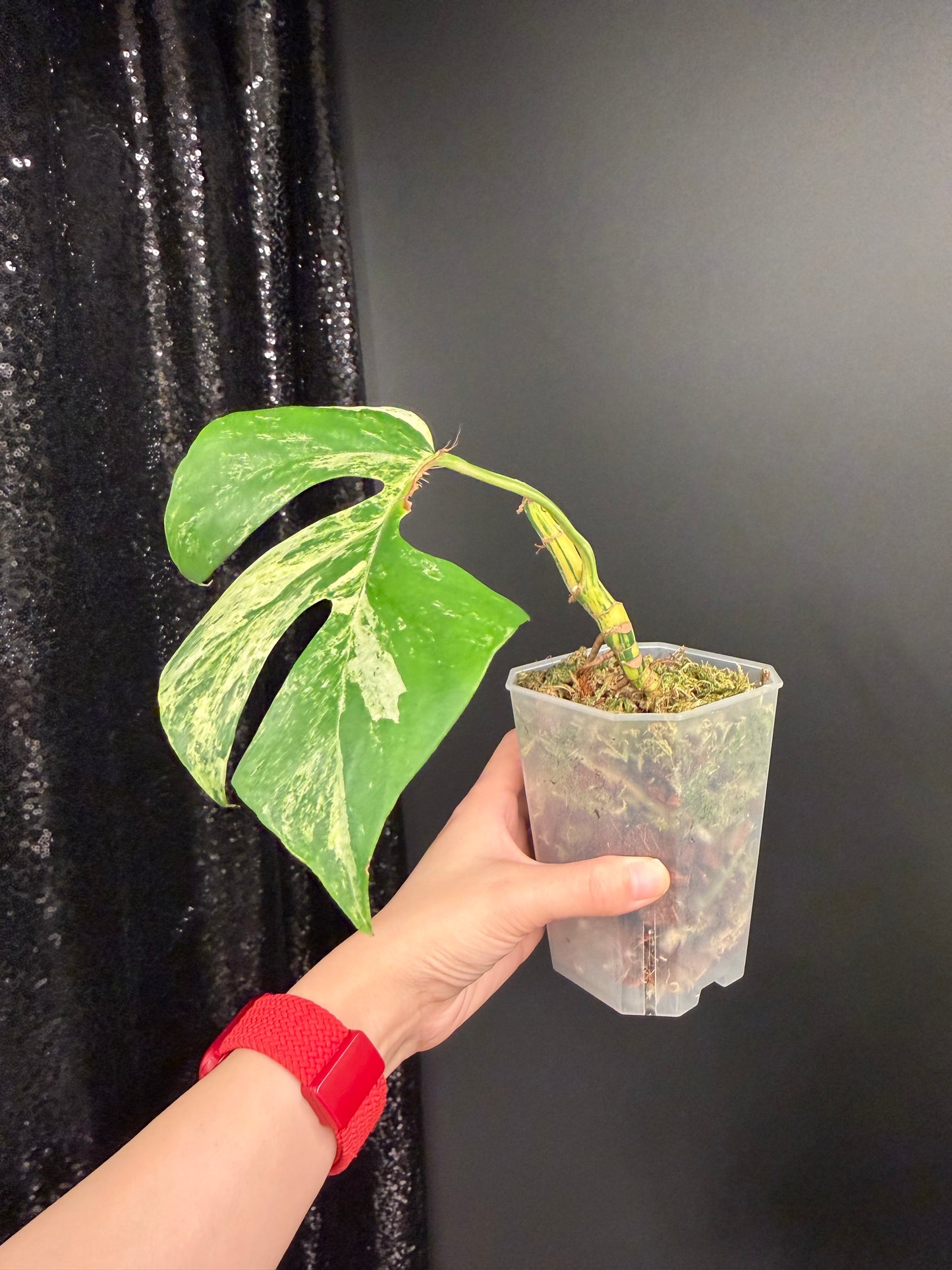 Rhaphidophora Tetrasperma Variegated Migma, Good for Propagation