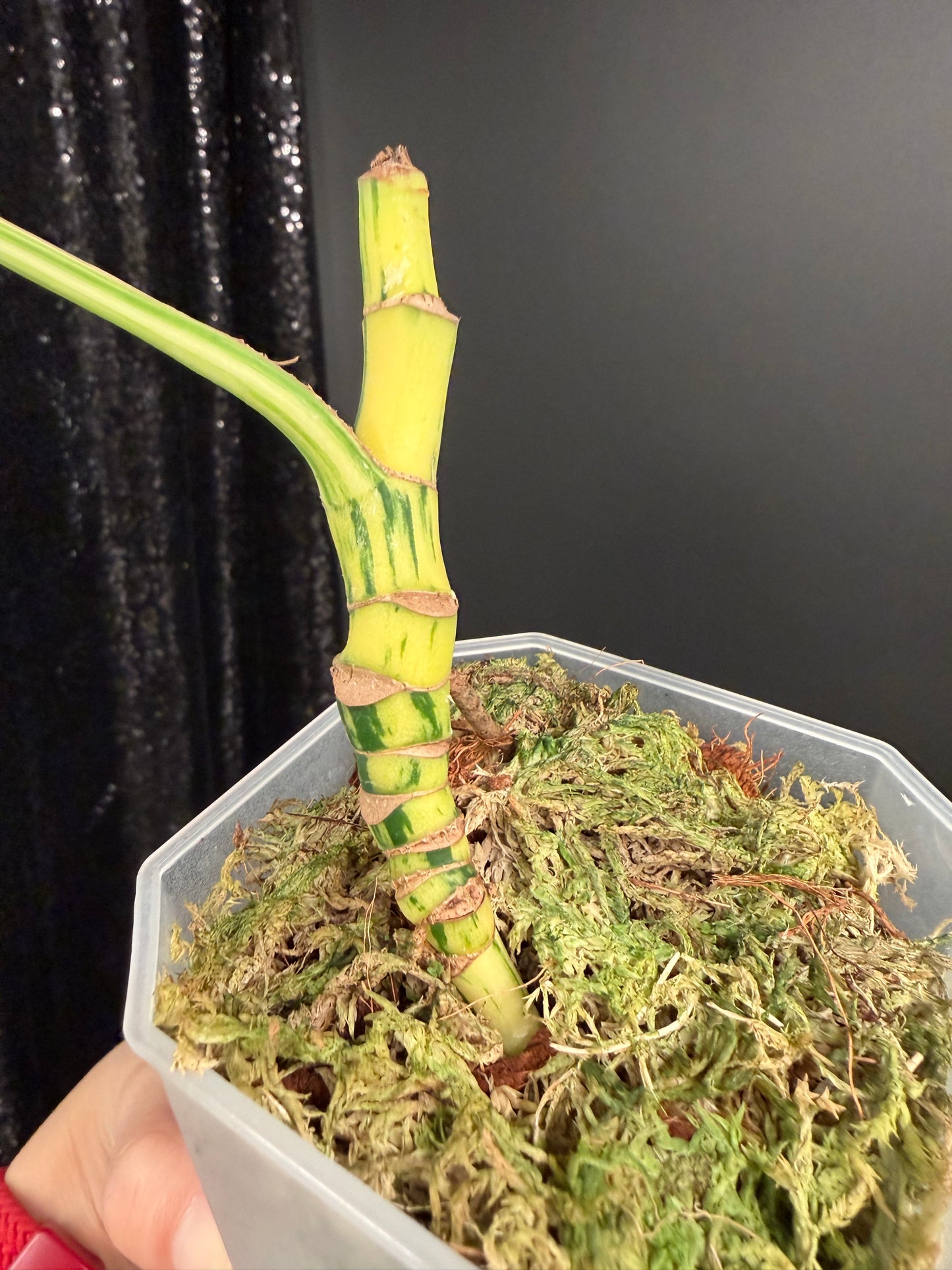 Rhaphidophora Tetrasperma Variegated Migma, Good for Propagation