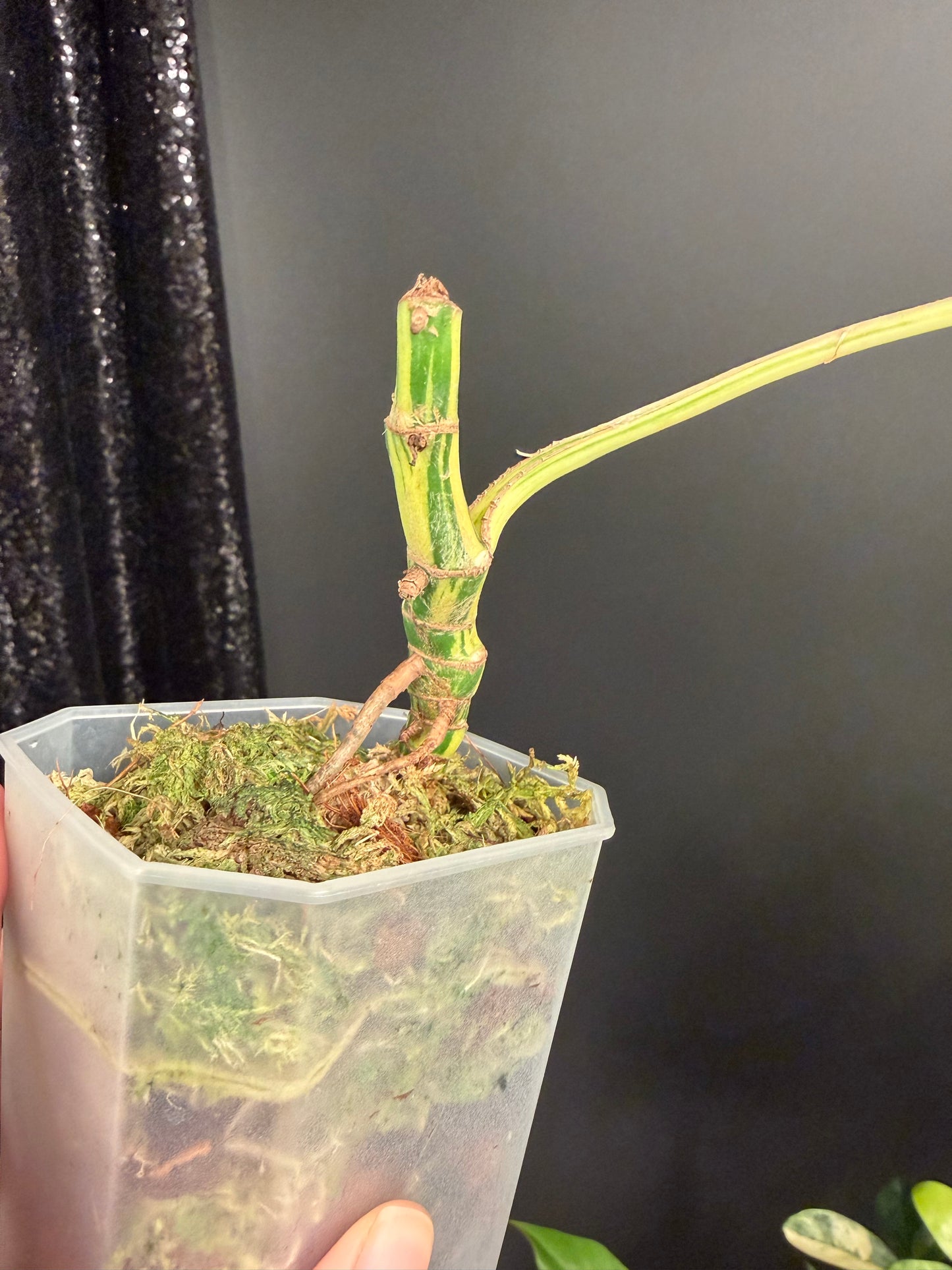 Rhaphidophora Tetrasperma Variegated Migma, Good for Propagation