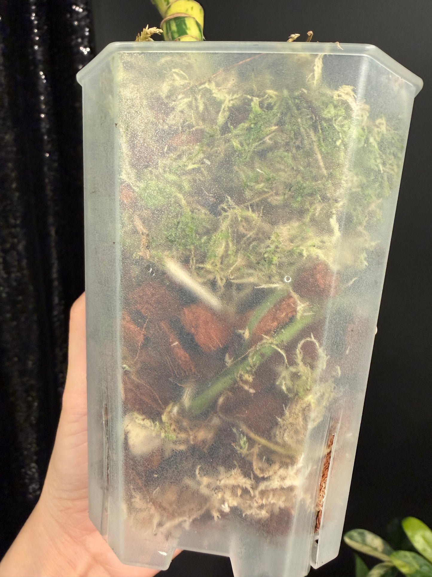 Rhaphidophora Tetrasperma Variegated Migma, Good for Propagation