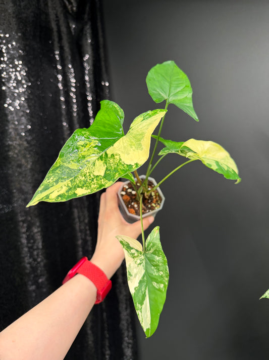 Syngonium Aurea, Exact Plant