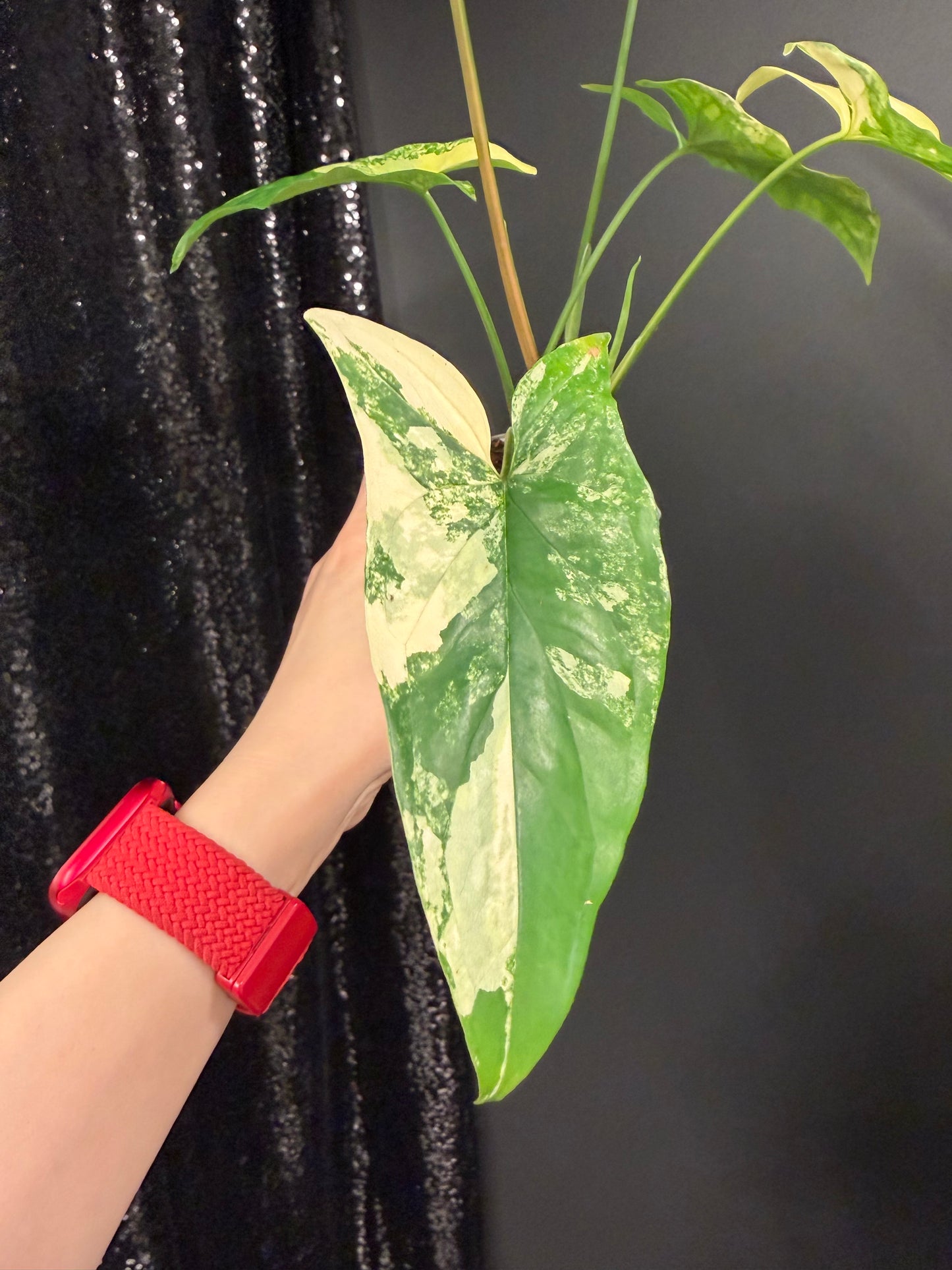 Syngonium Aurea, Exact Plant