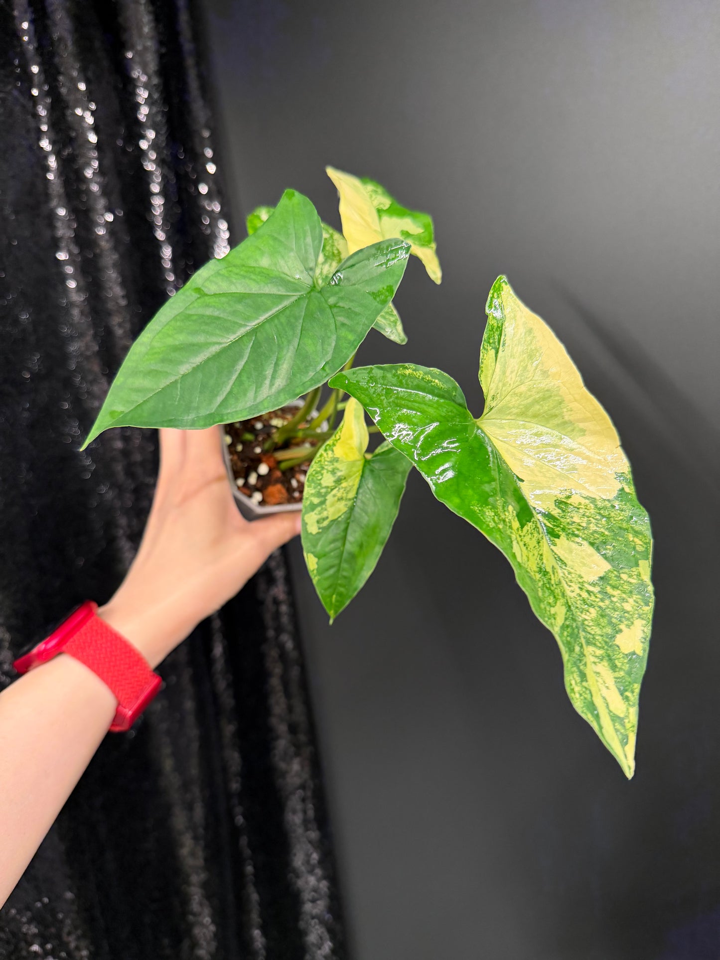 Syngonium Aurea, Exact Plant