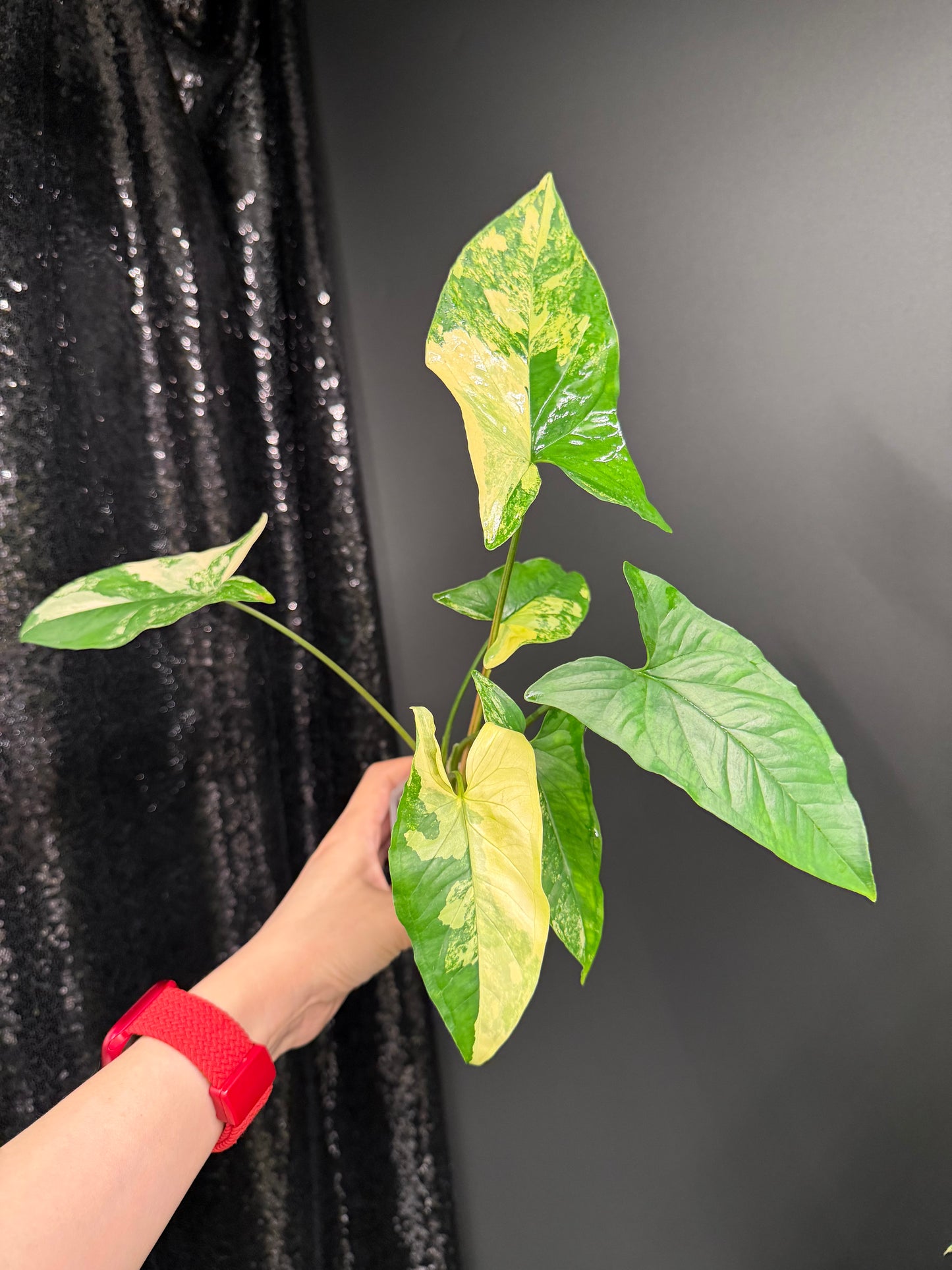 Syngonium Aurea, Exact Plant