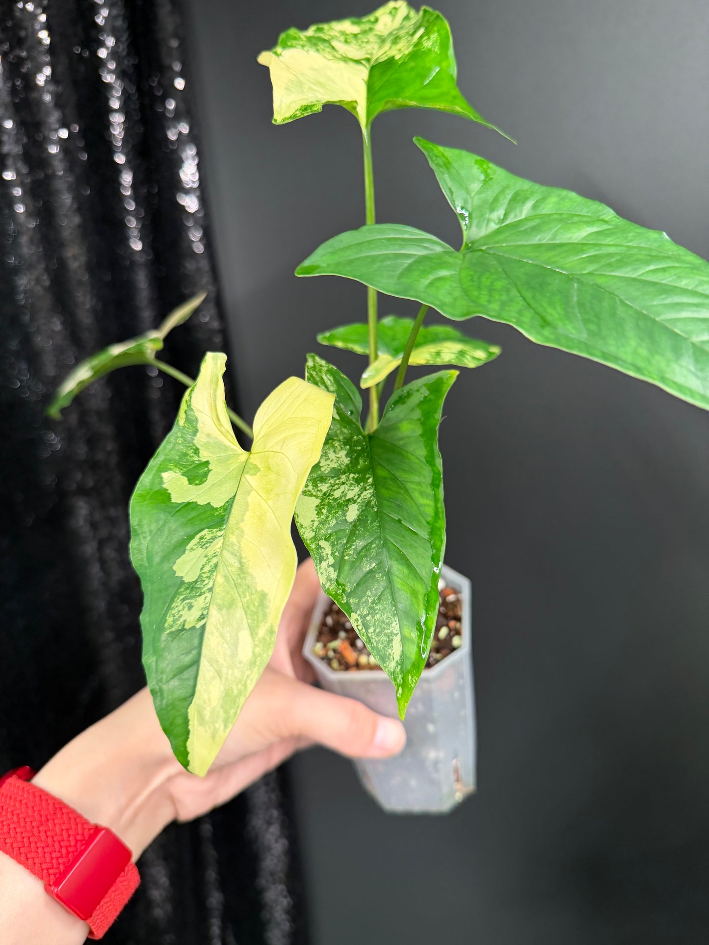 Syngonium Aurea, Exact Plant