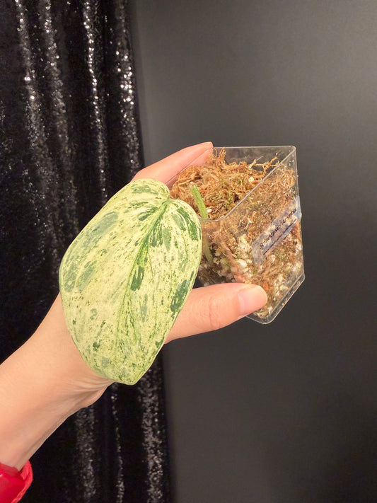 Scindapsus Acyntia, Rooted Cutting