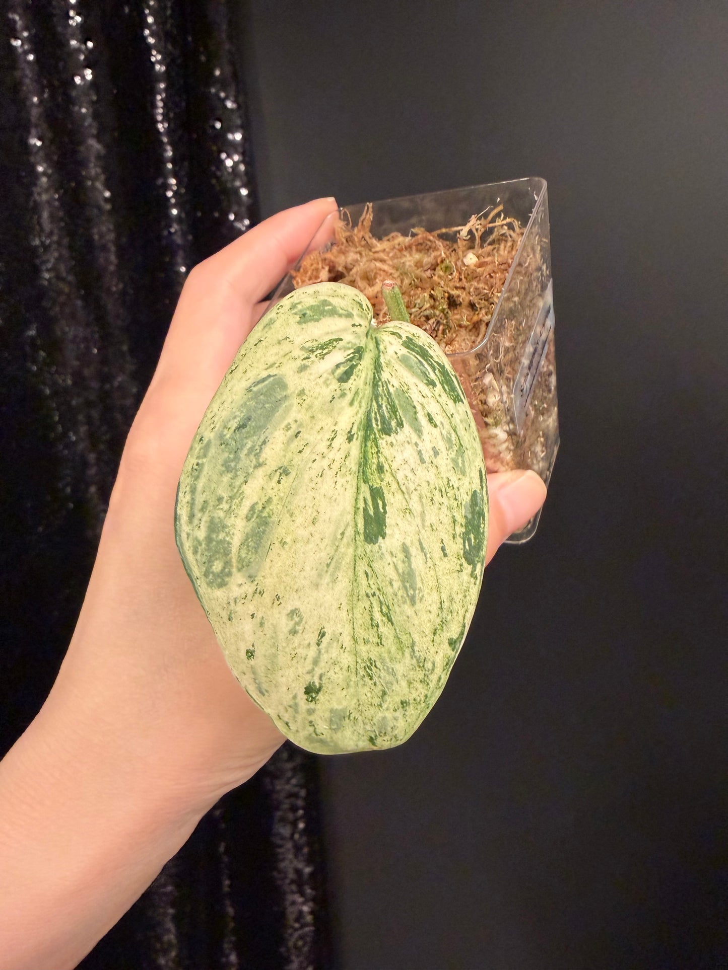 Scindapsus Acyntia, Rooted Cutting