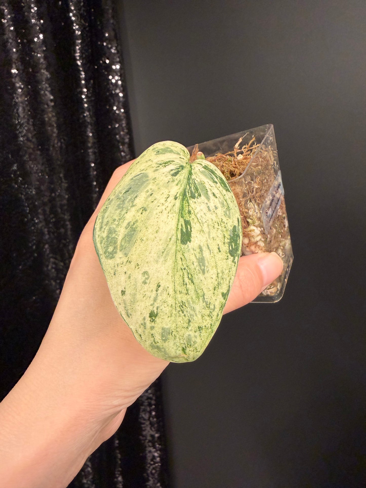 Scindapsus Acyntia, Rooted Cutting