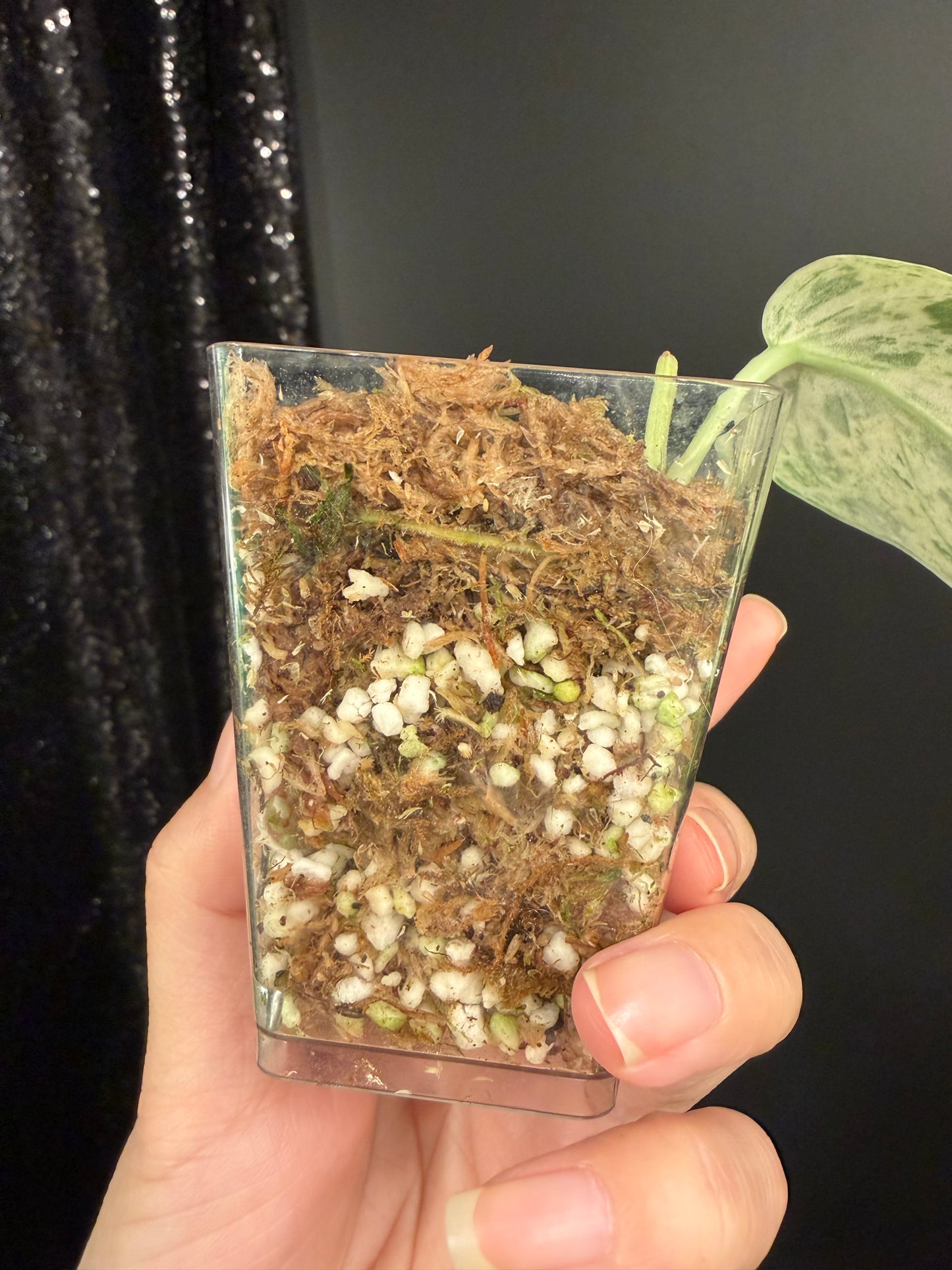 Scindapsus Acyntia, Rooted Cutting