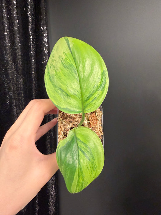 Scindapsus Green on Green IMPERFECT Leaf Rooted Cutting