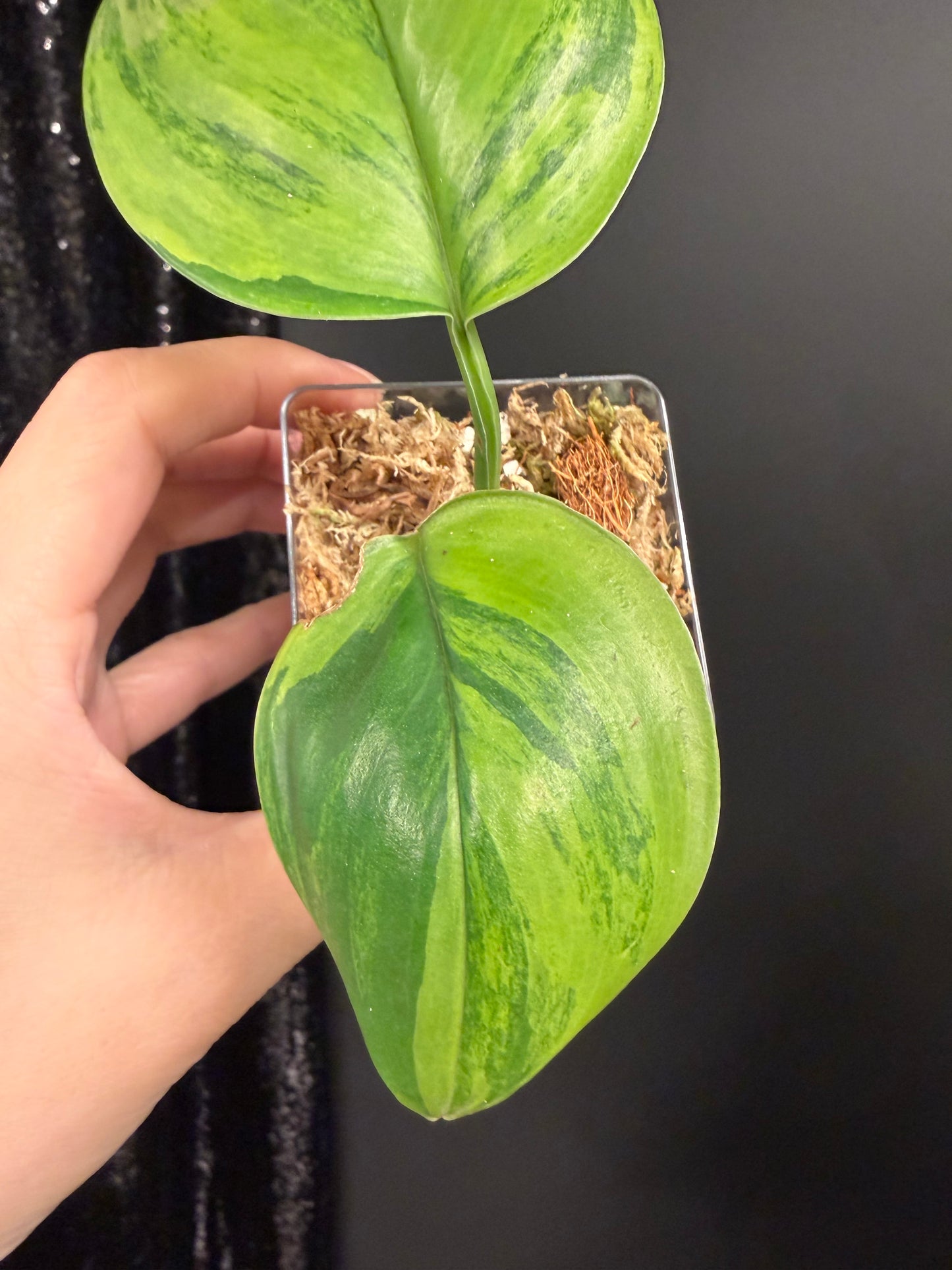 Scindapsus Green on Green IMPERFECT Leaf Rooted Cutting