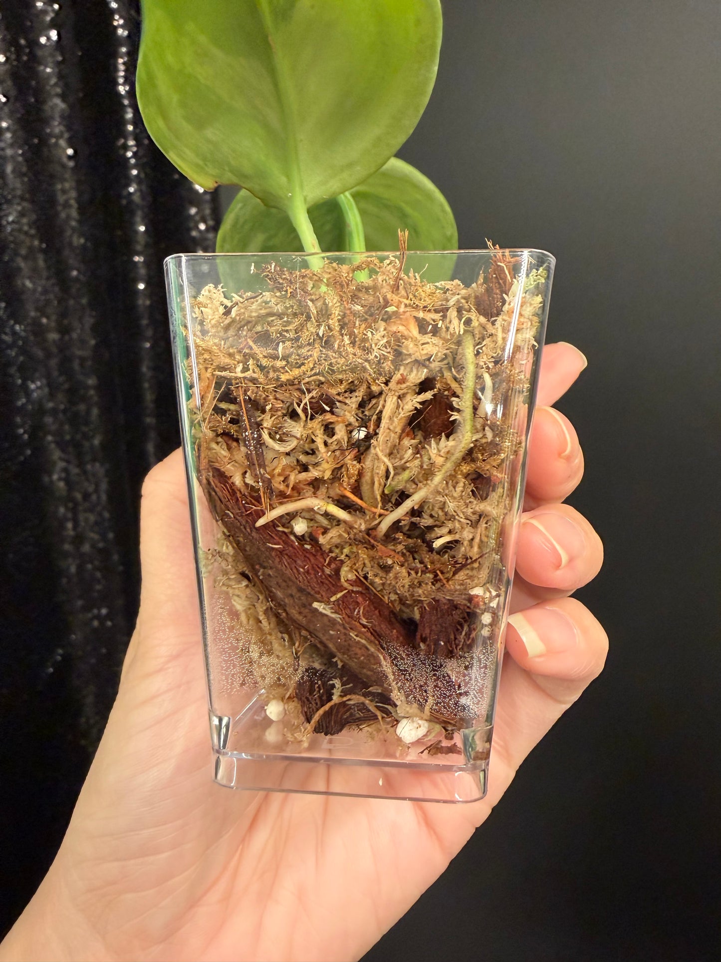 Scindapsus Green on Green IMPERFECT Leaf Rooted Cutting