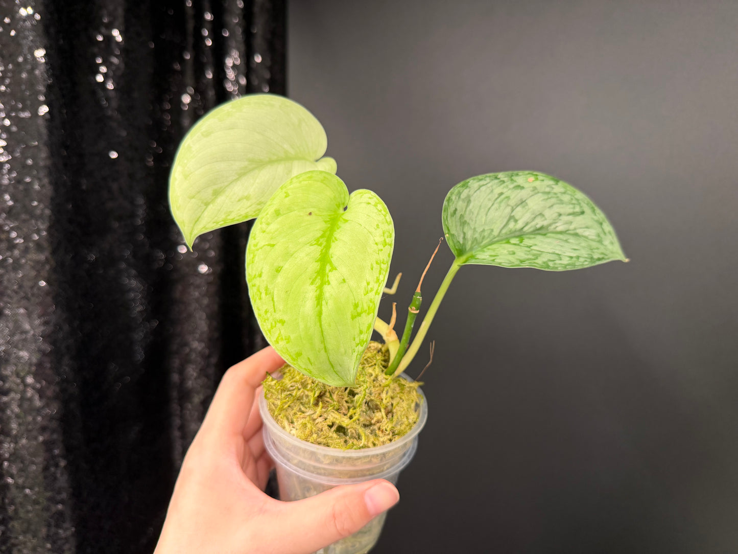 Scindapsus Silver Swan